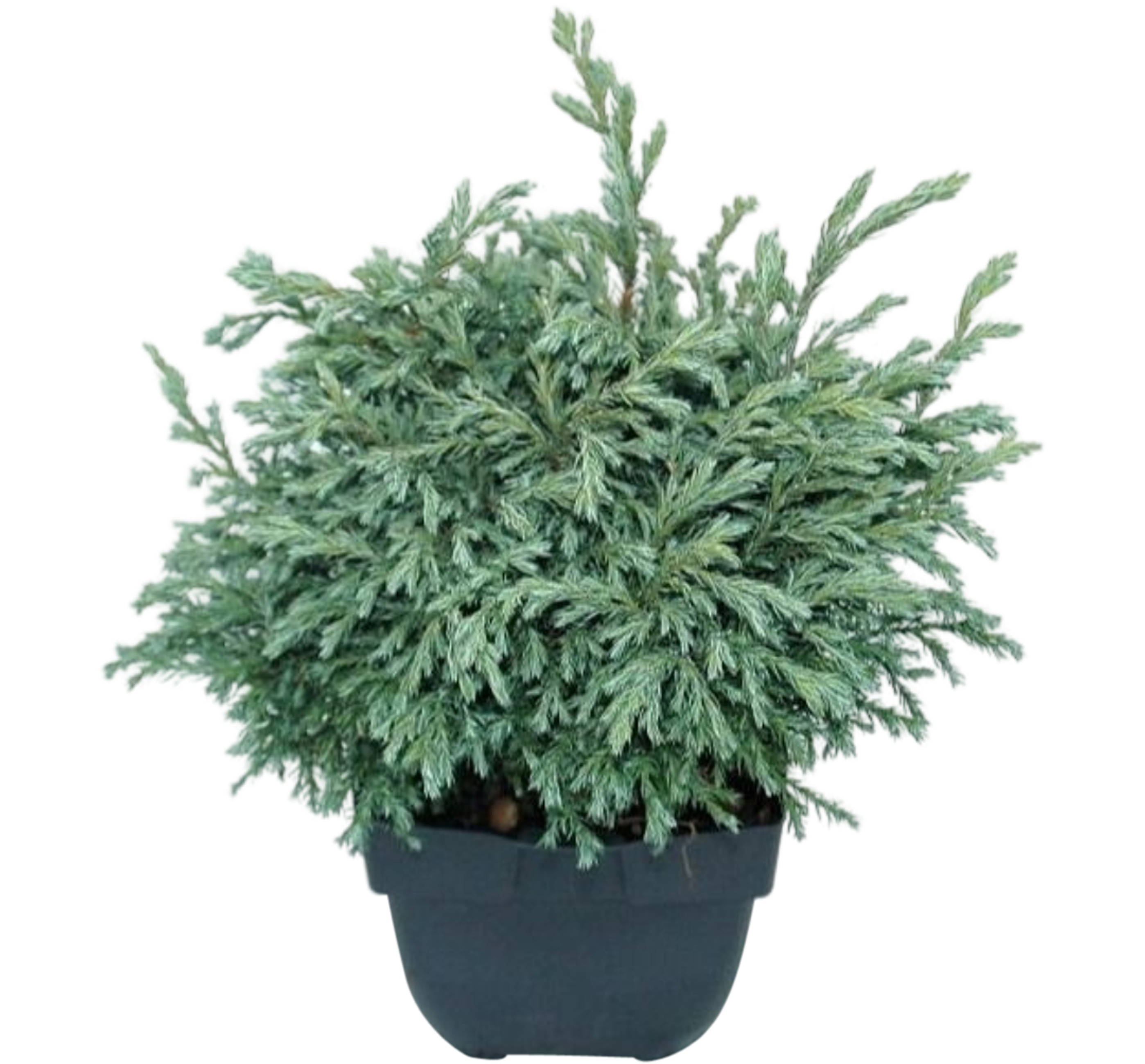 Cyprysik groszkowy Chamaecyparis pisifera 35 cm