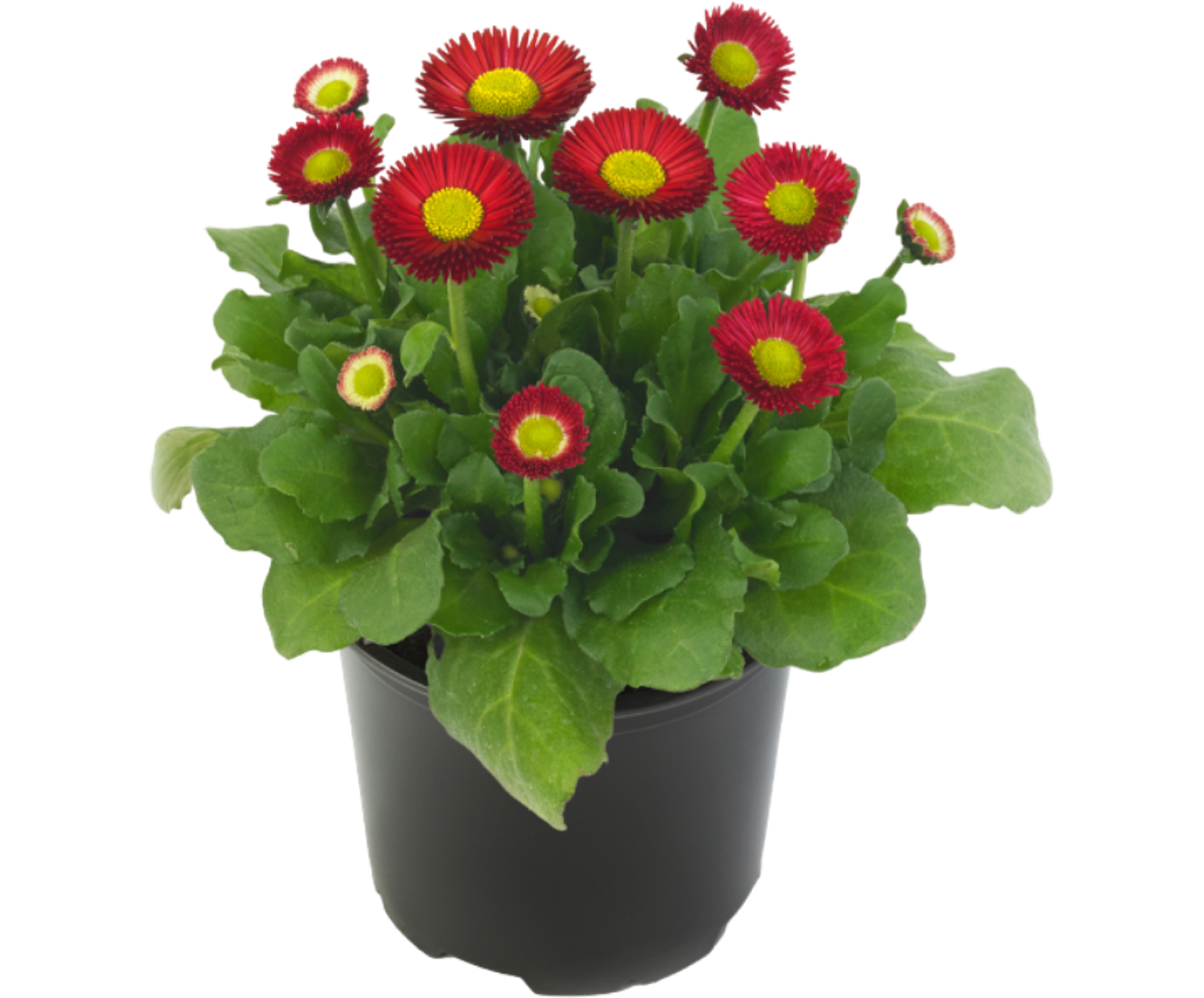 Stokrotka Speed Star 10 cm