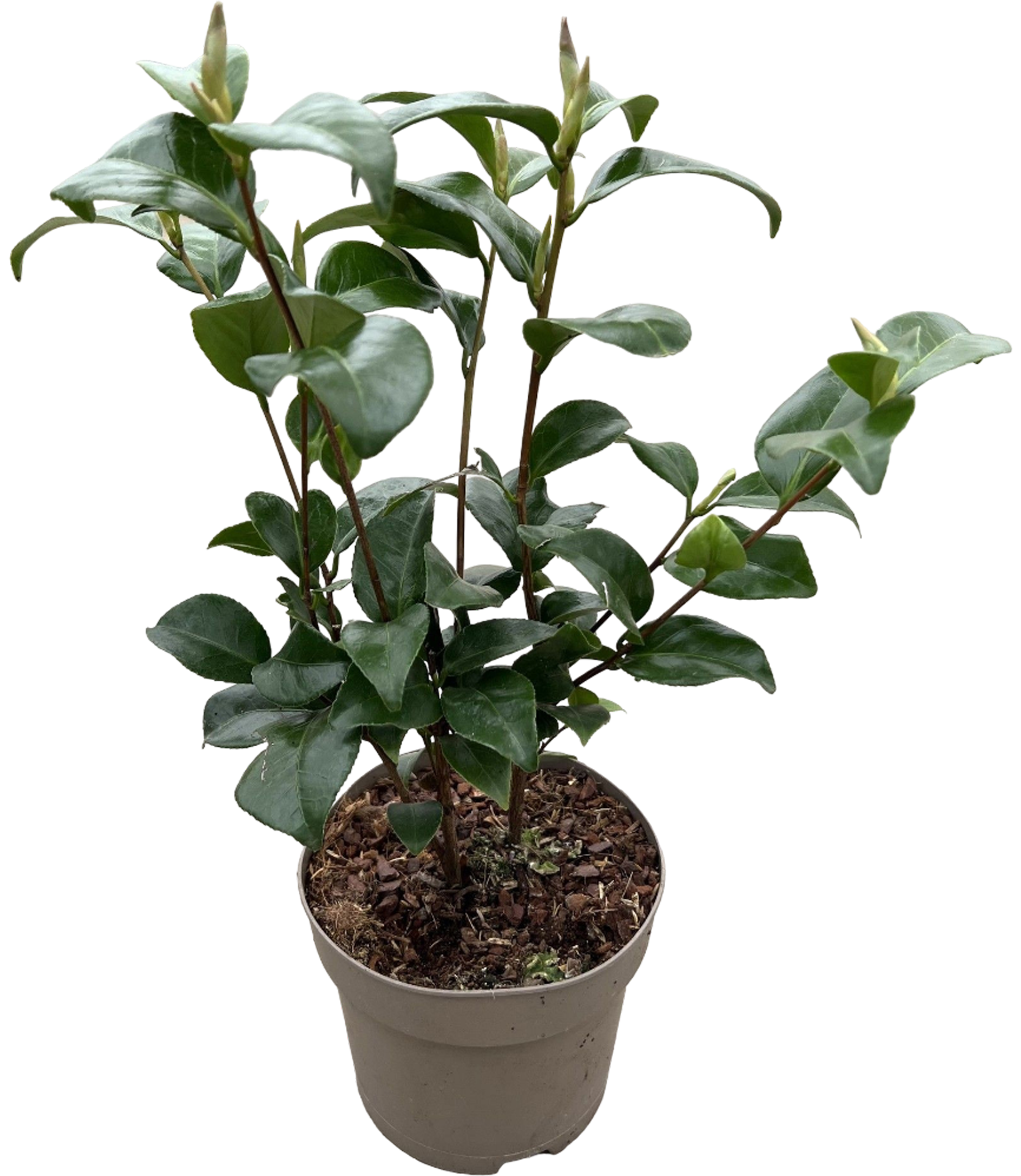 Kamelia japońska Camellia japonica 40-45 cm