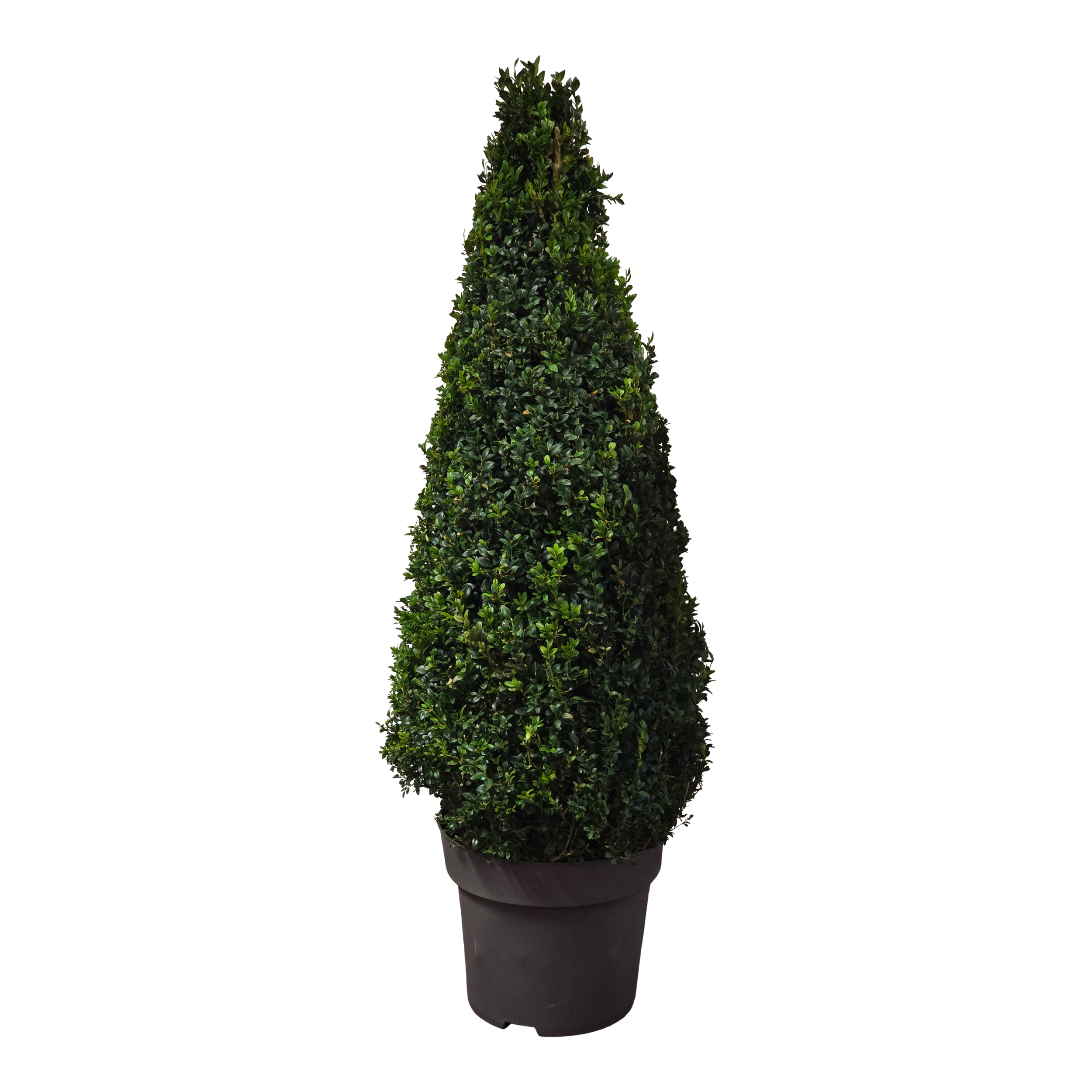 Bukszpan wieczniezielony stożek 110-120 cm