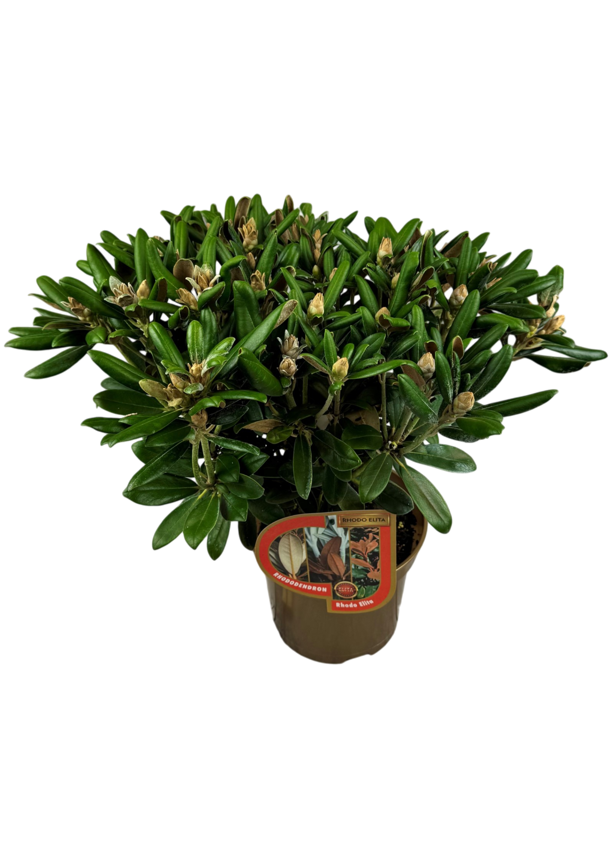 Różanecznik karłowy Rhododendron hybrida 30 cm