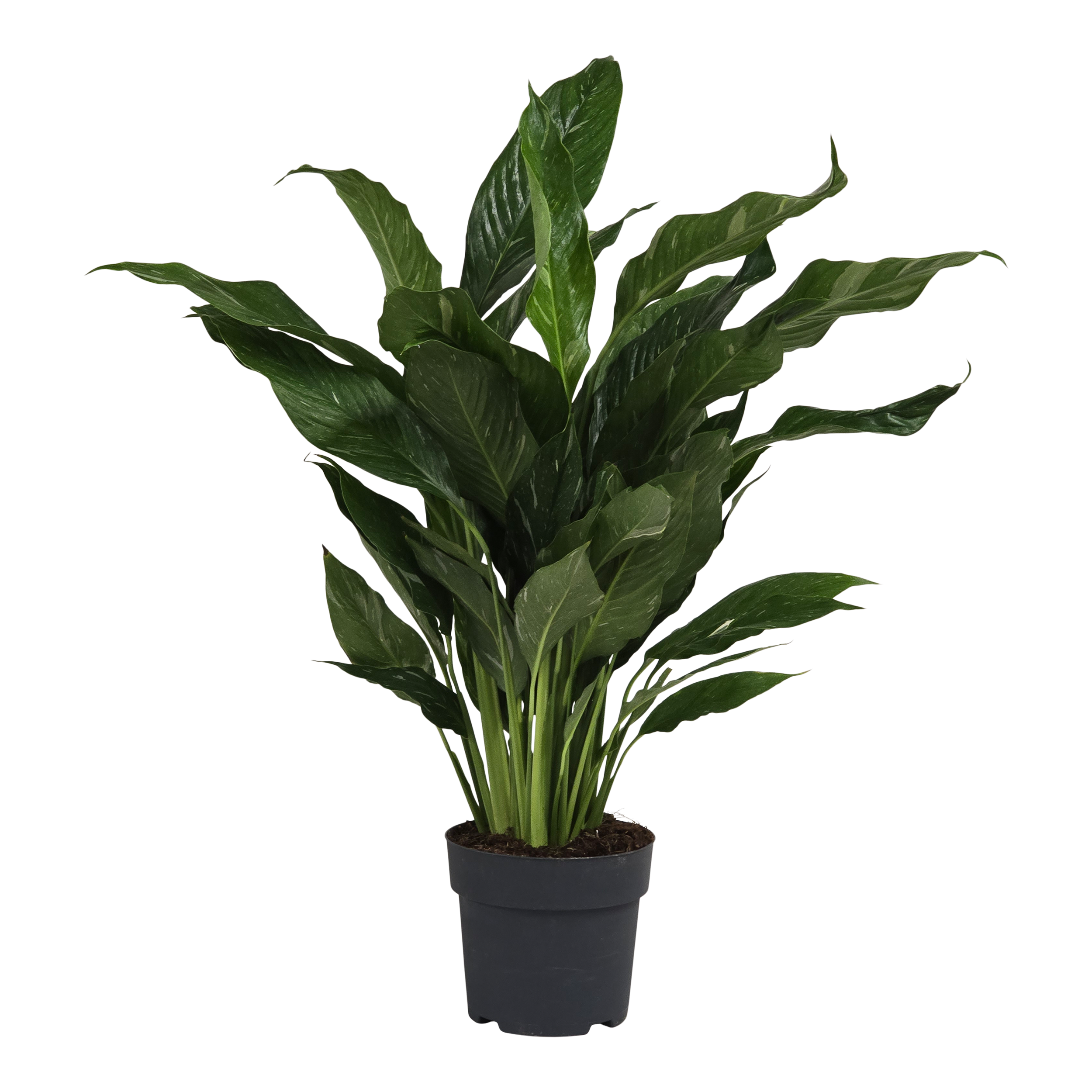 Skrzydłokwiat Spathiphyllum 60 cm