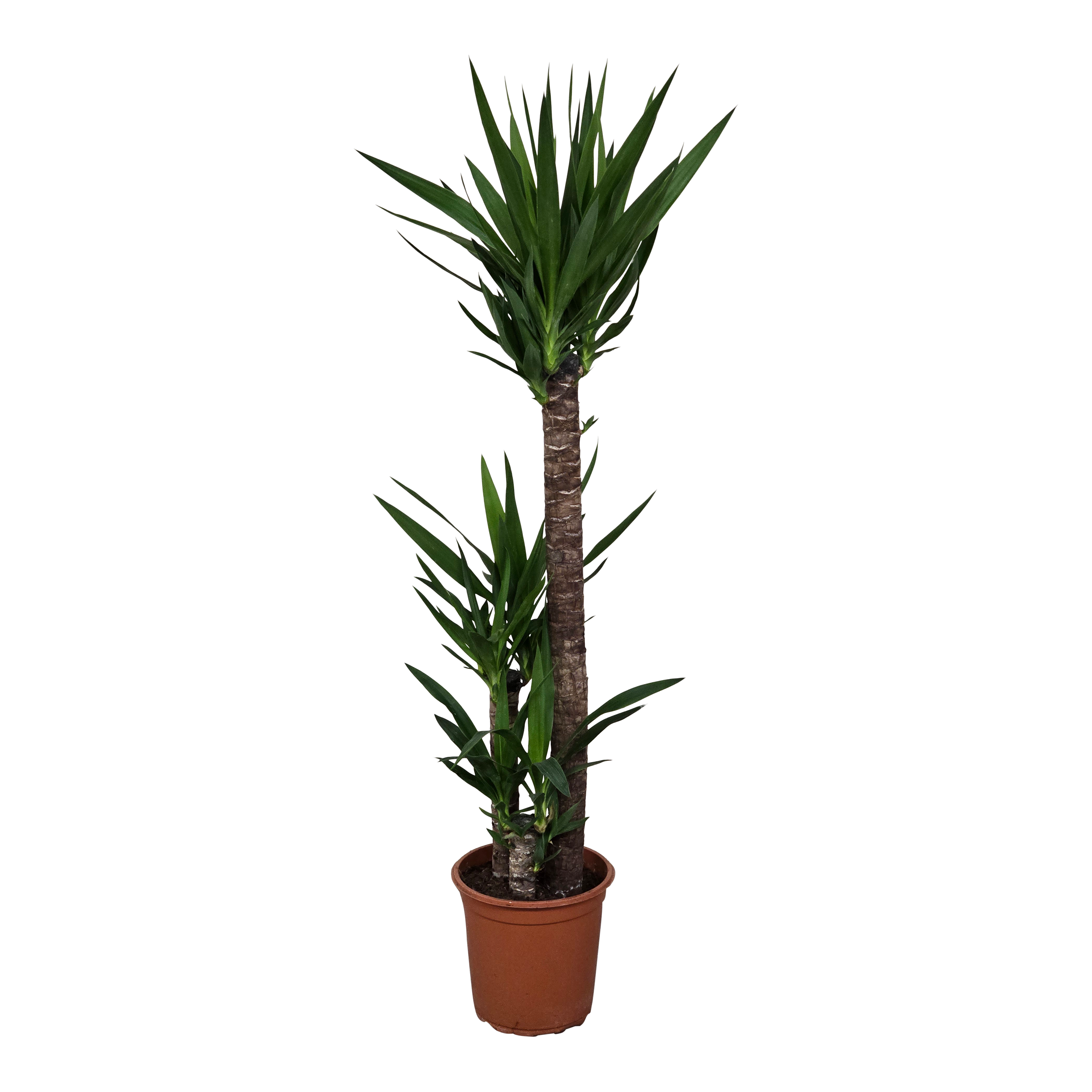 Juka Yucca 140 cm