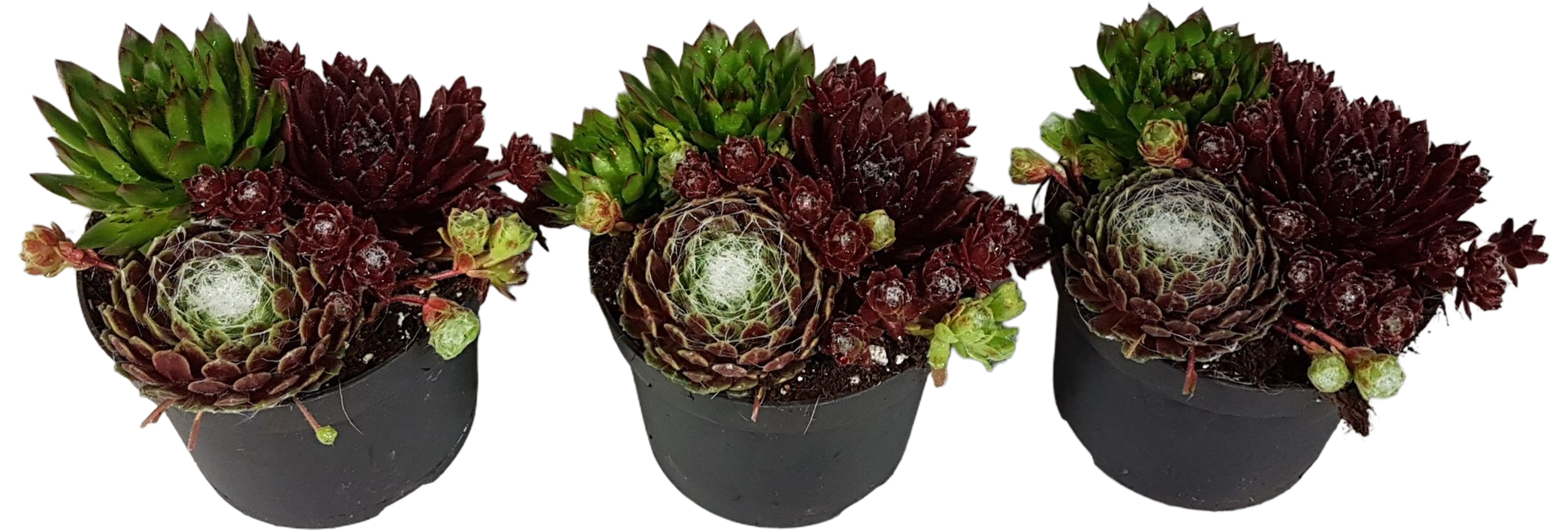 Rojnik Trio Sempervivum 15 cm