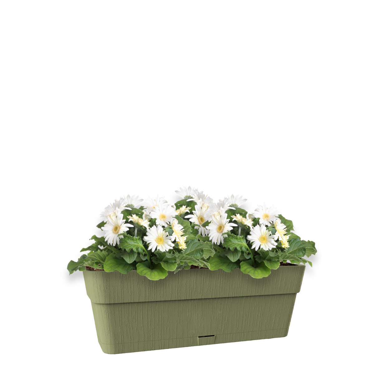 Vaso e sottovaso Ethica STEFANPLAST in polipropilene verde H 17 x L 50 x P 18 cm - 4