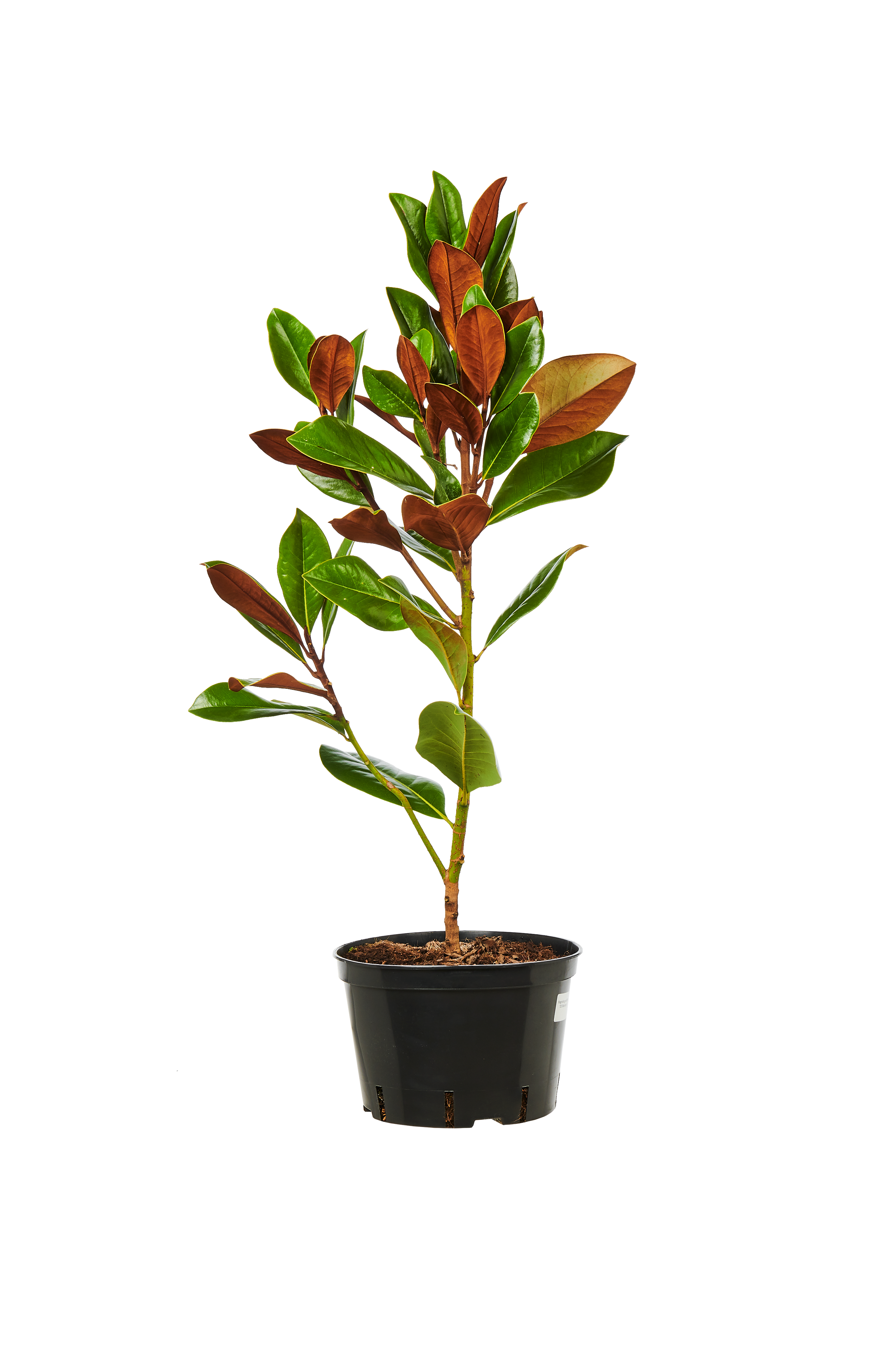 Magnolia wielkokwiatowa Grandiflora 100 cm