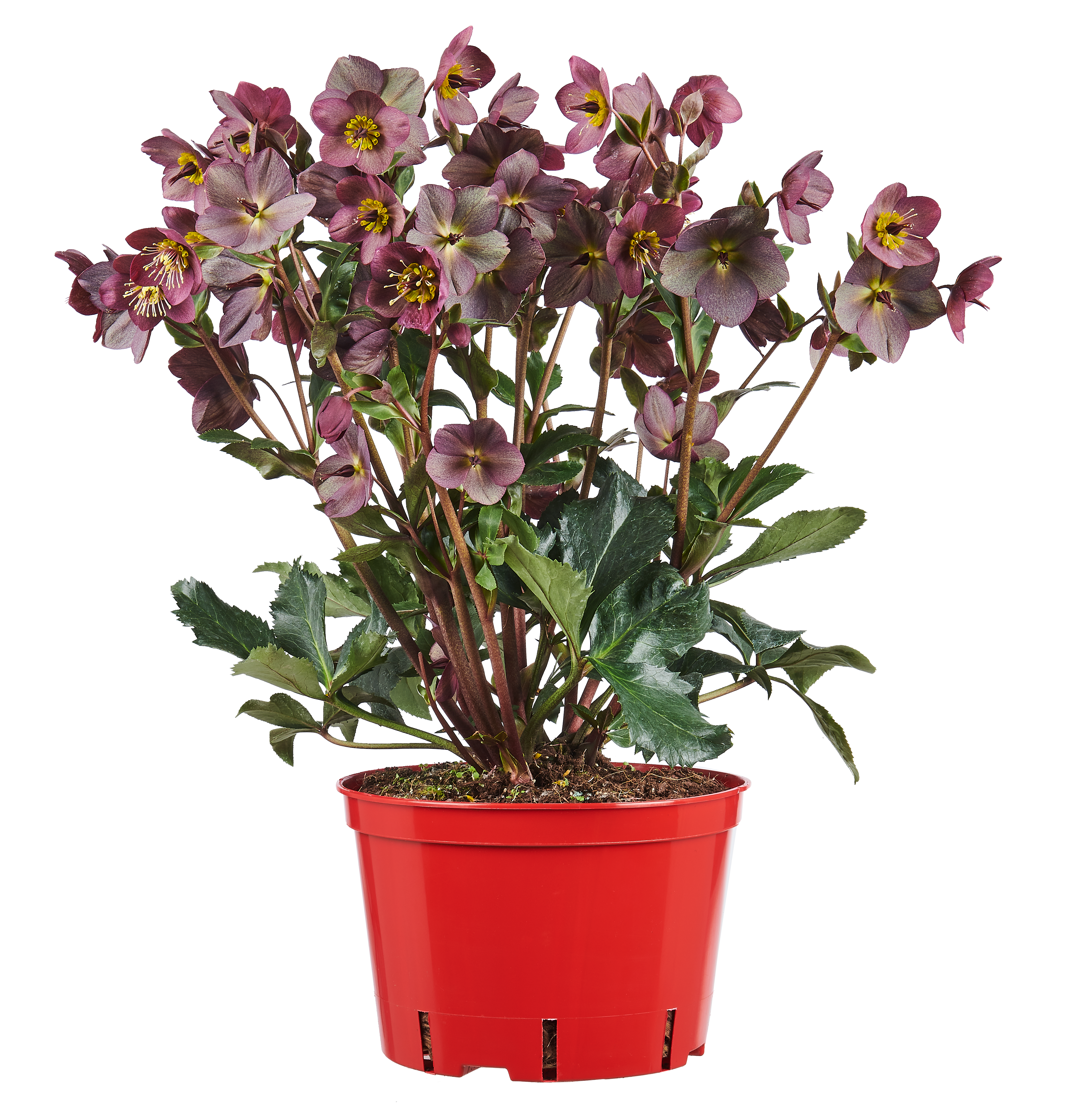 Ciemiernik Helleborus bylina 40 cm