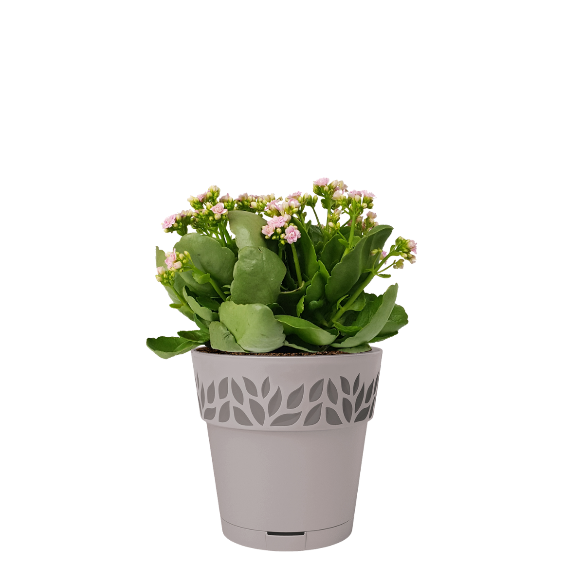 Vaso e piattino Opera Cloe STEFANPLAST in polipropilene grigio H 19 x ø 20 cm - 4