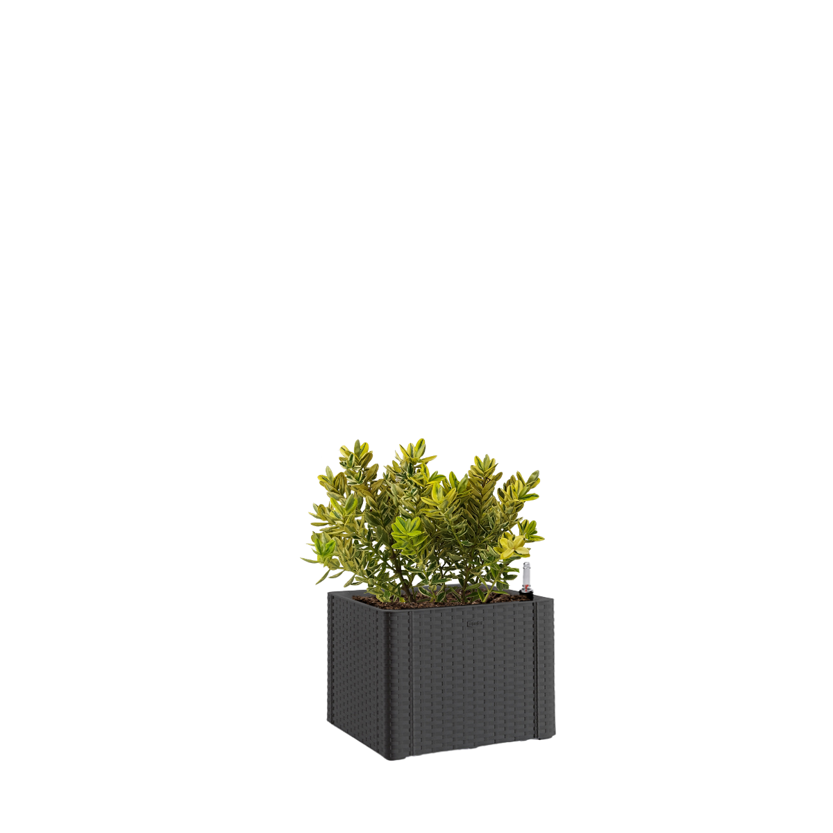 Vaso autoirrigante Natural Deluxe STEFANPLAST in polipropilene antracite H 33 x L 43 x P 43 cm - 2
