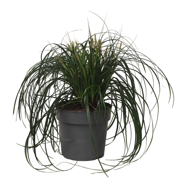 Turzyca Carex 'Ribbon Falls' 40-60cm 