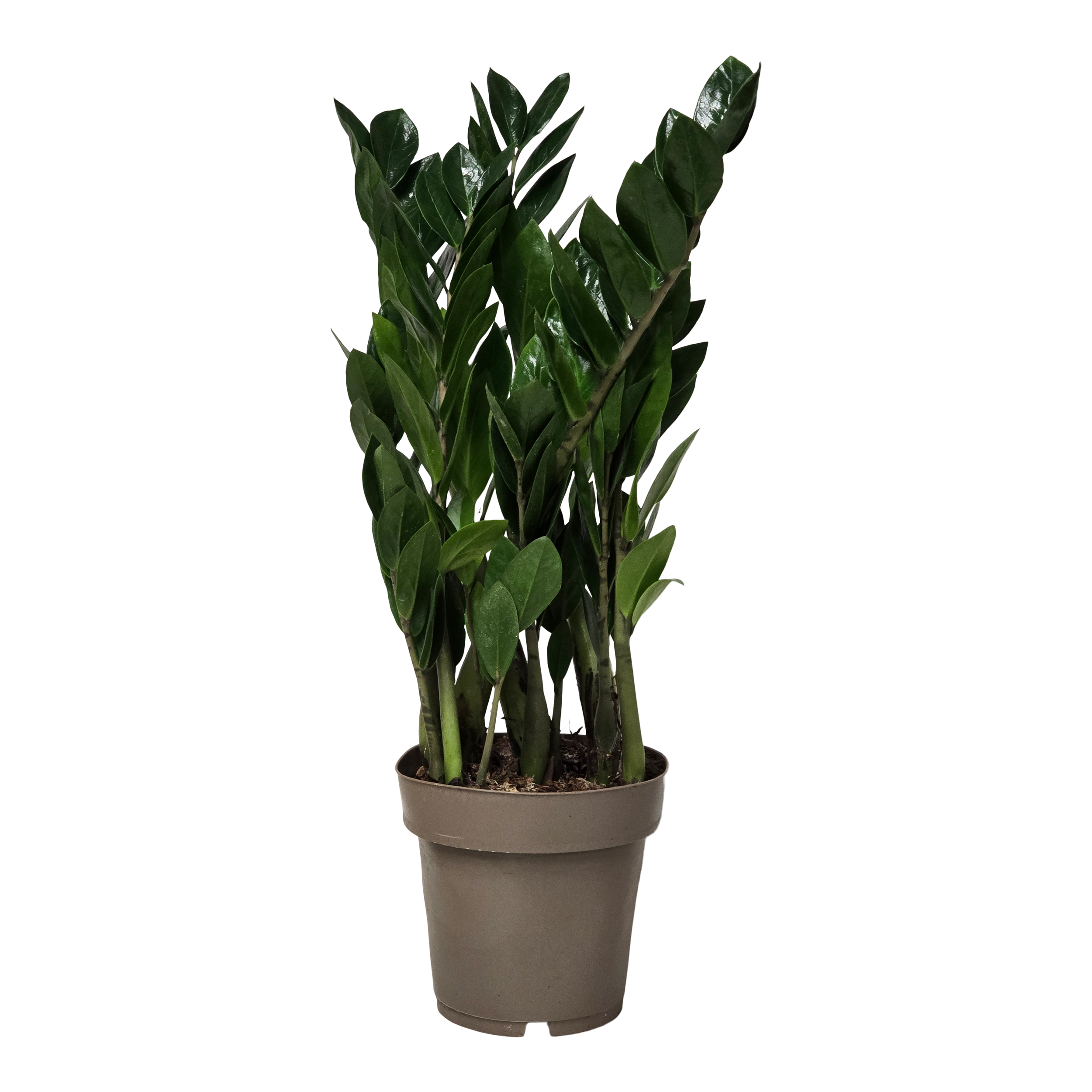 Zamiokulkas zamiolistny Zamioculcas Zamiifolia More Lips 55 cm