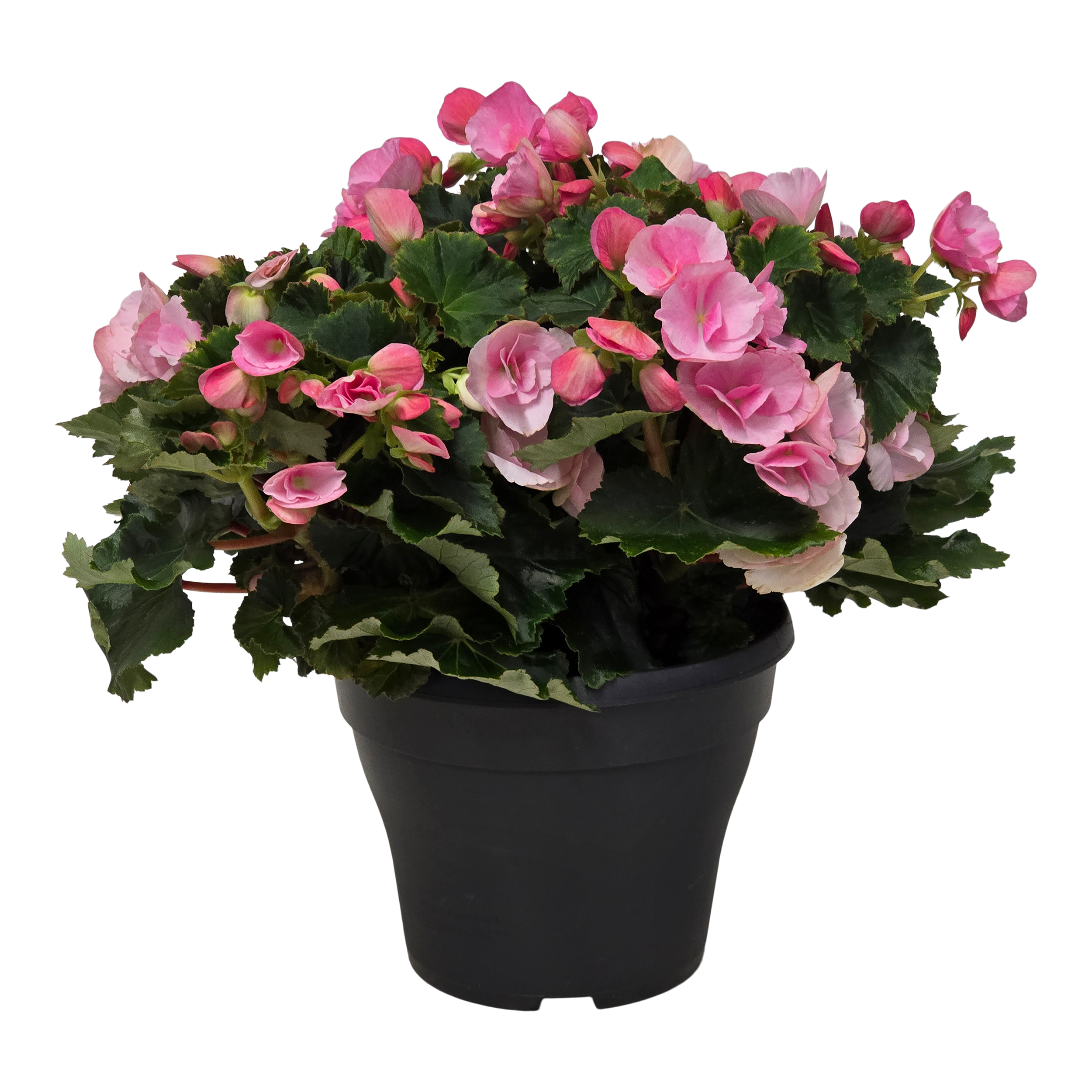 Begonia zimowa Begonia Betula Mix 35 cm