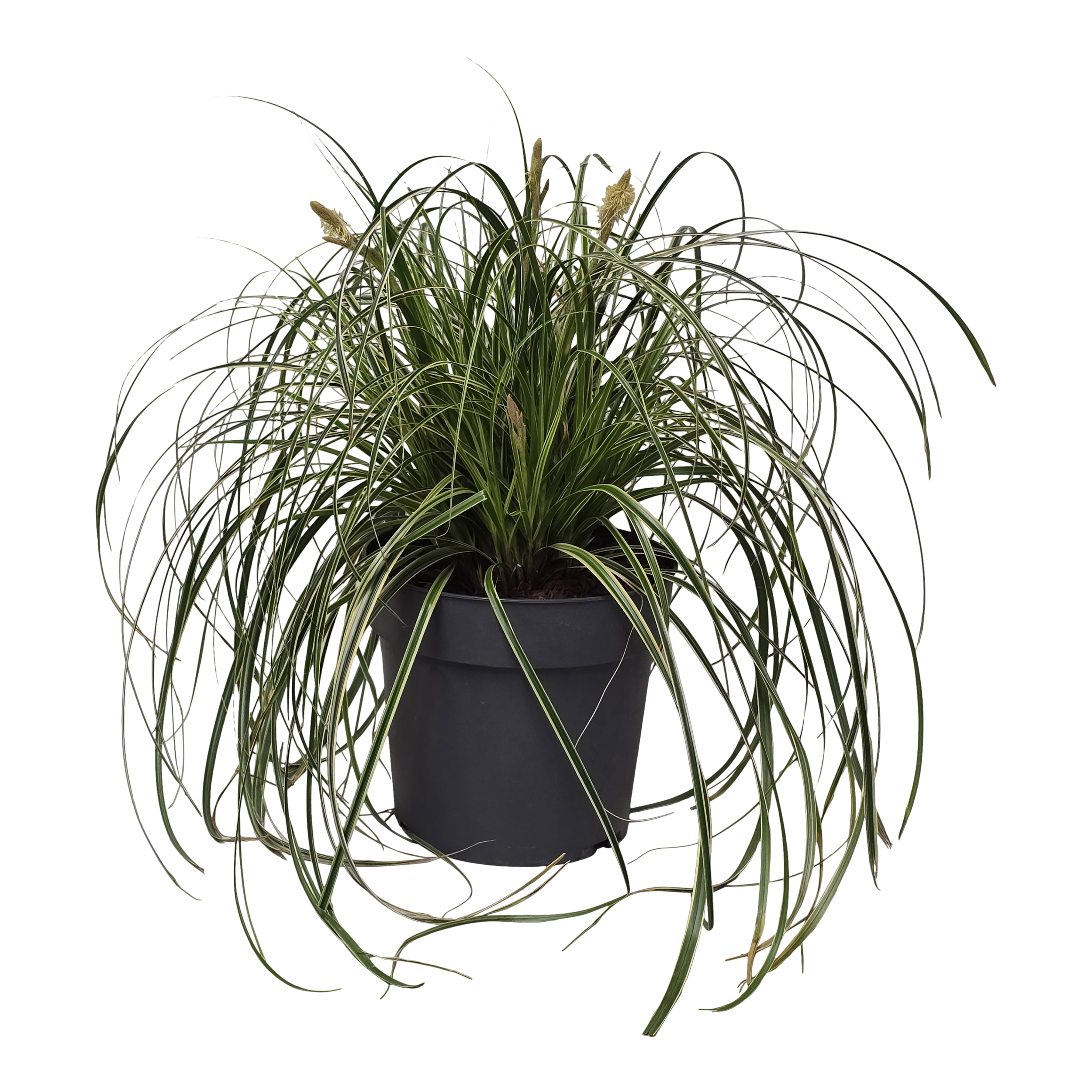 Turzyca Carex 'Feather Falls' 40-60 cm