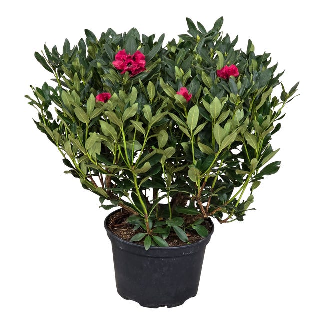 Rozanecznik xl rhododendron xl 110 cm 74007702