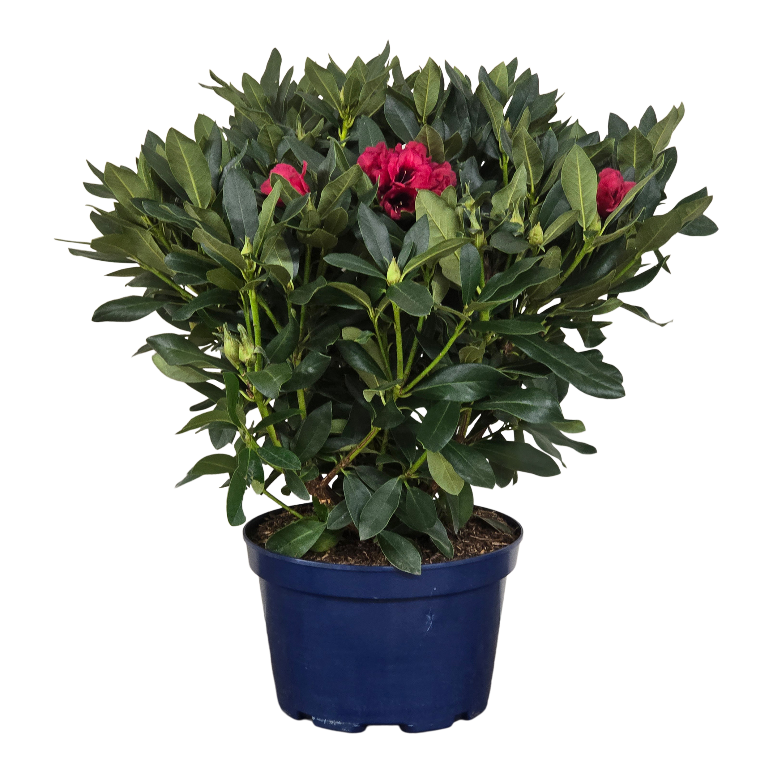 Różanecznik XL Rhododendron XL 80 cm