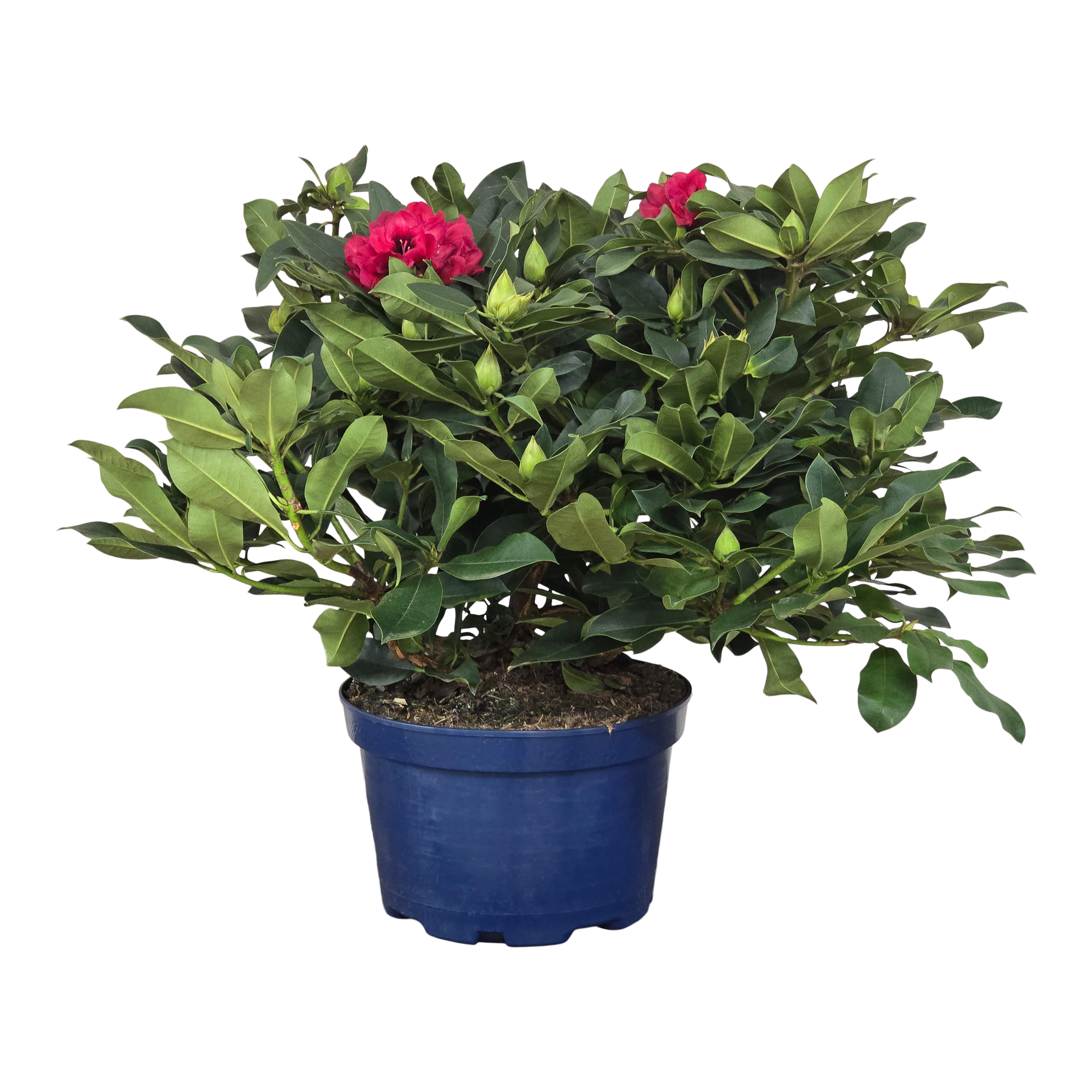 Różanecznik XXL Rhododendron XXL 80-90 cm