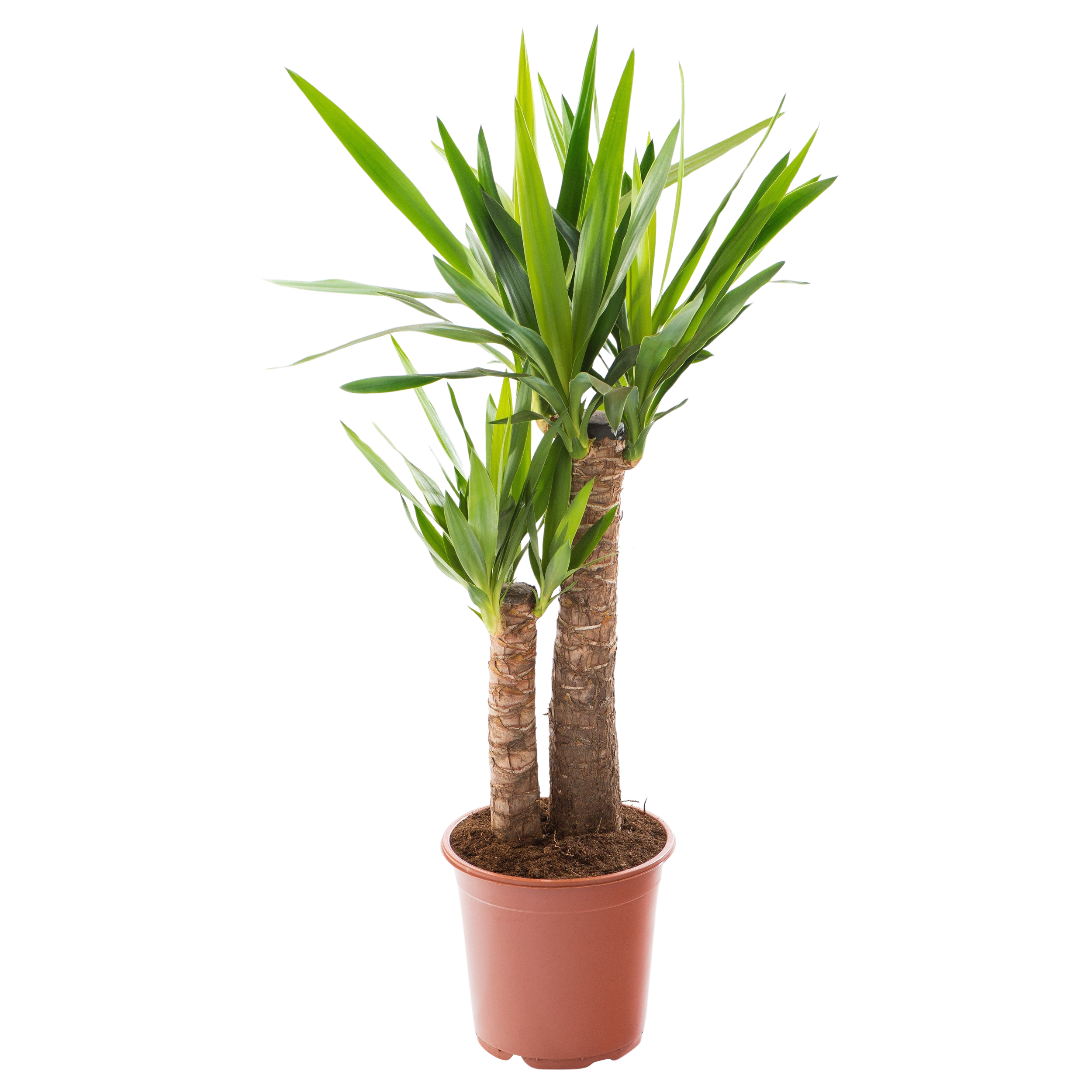 Juka domowa Yucca 125 - 145 cm