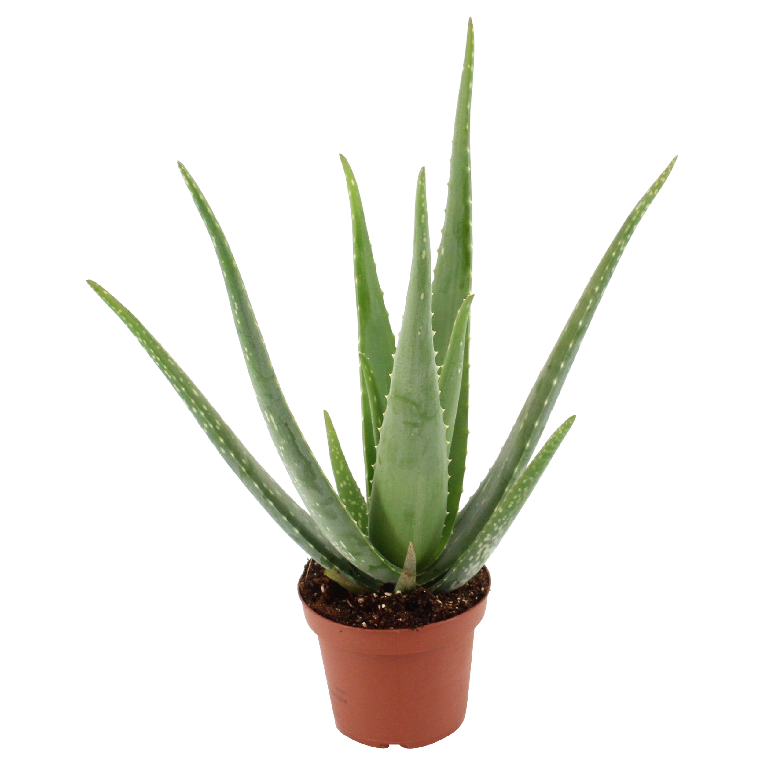 Aloes zwyczajny Aloe vera 35-45 cm