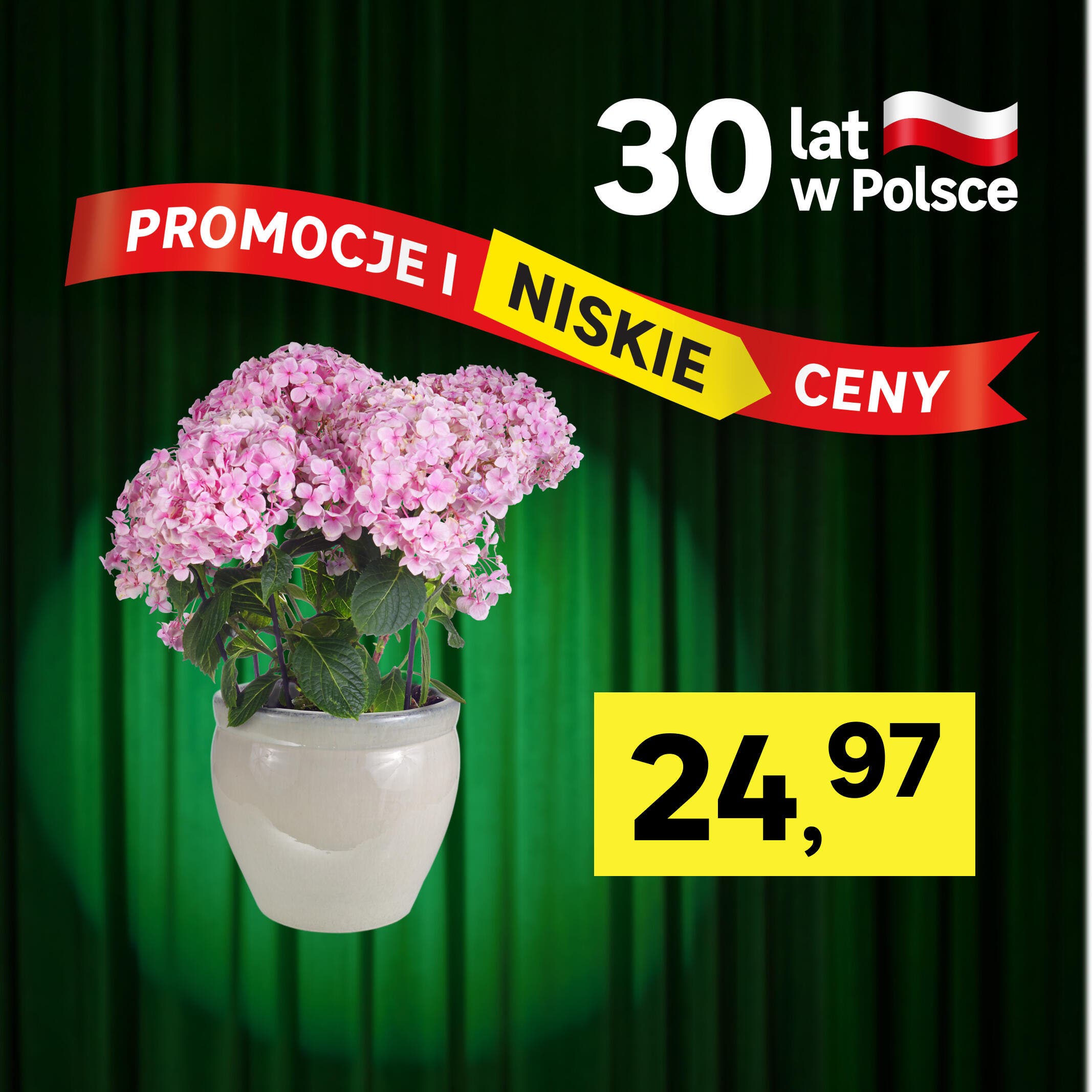 Hortensja w cenie 24.97 zł