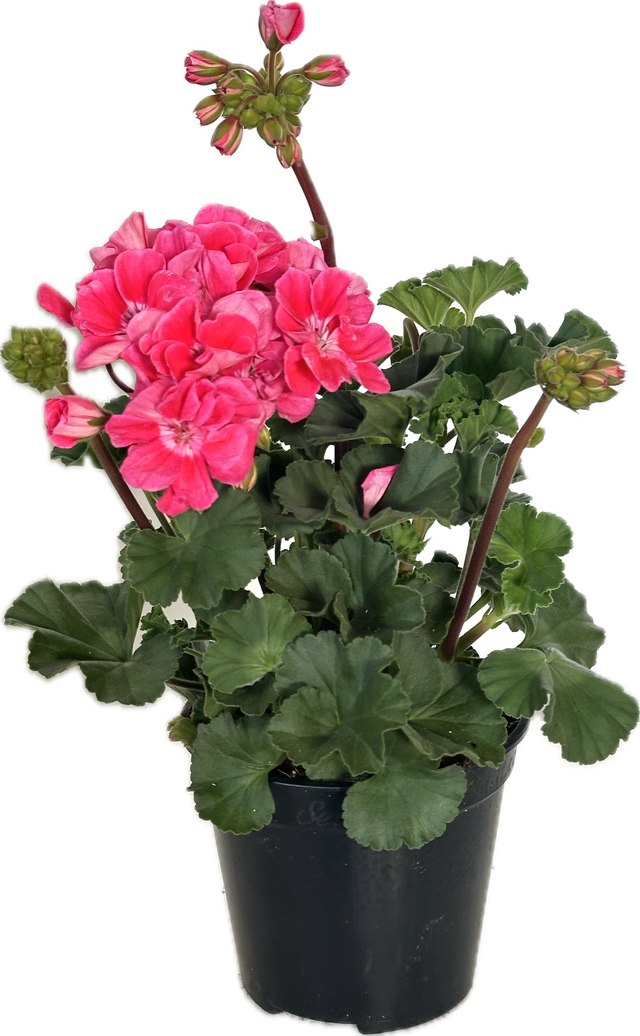 Pianta di geranio promo ø vaso 14 cm