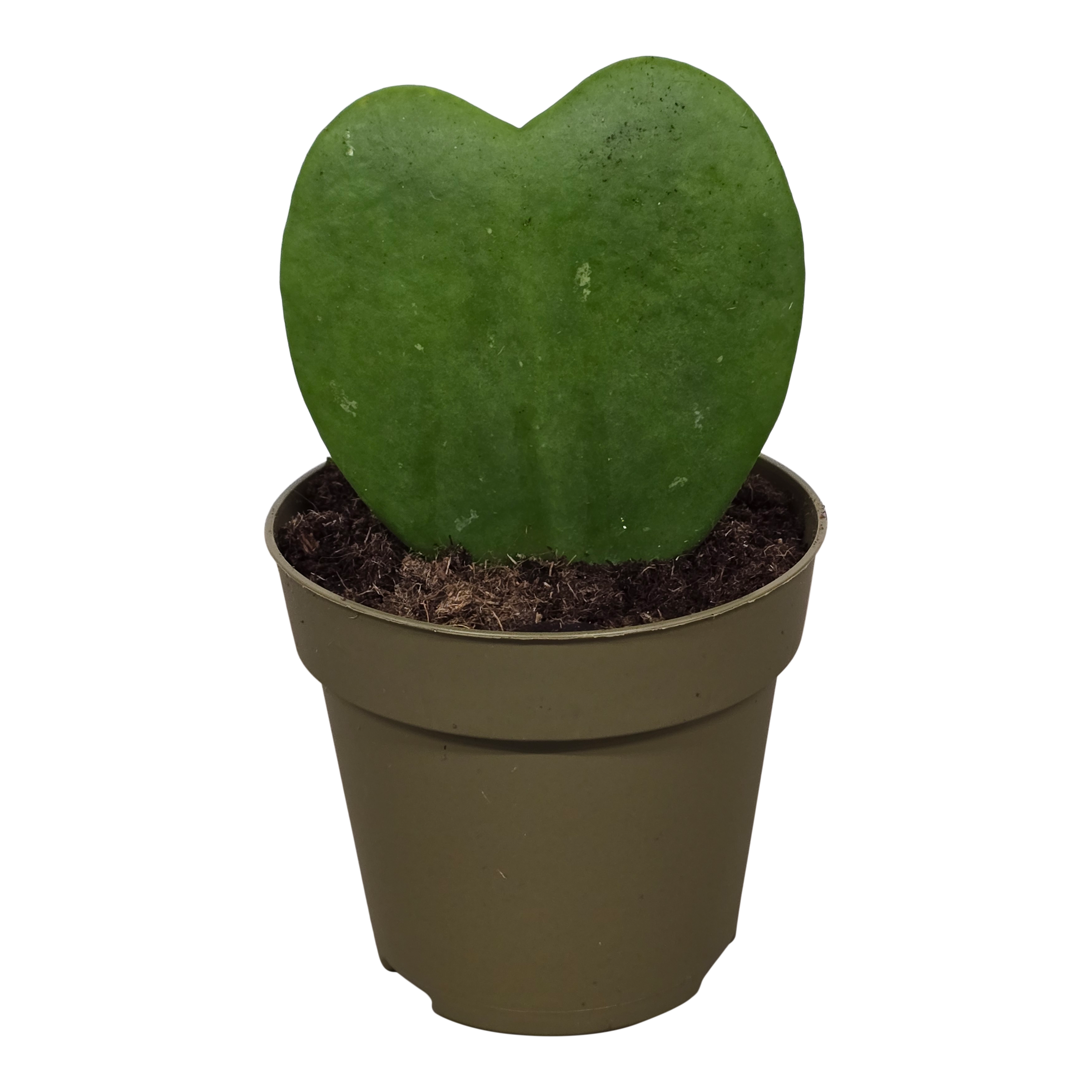 Hoja sercowata Kerii 14cm 2 serca - 2