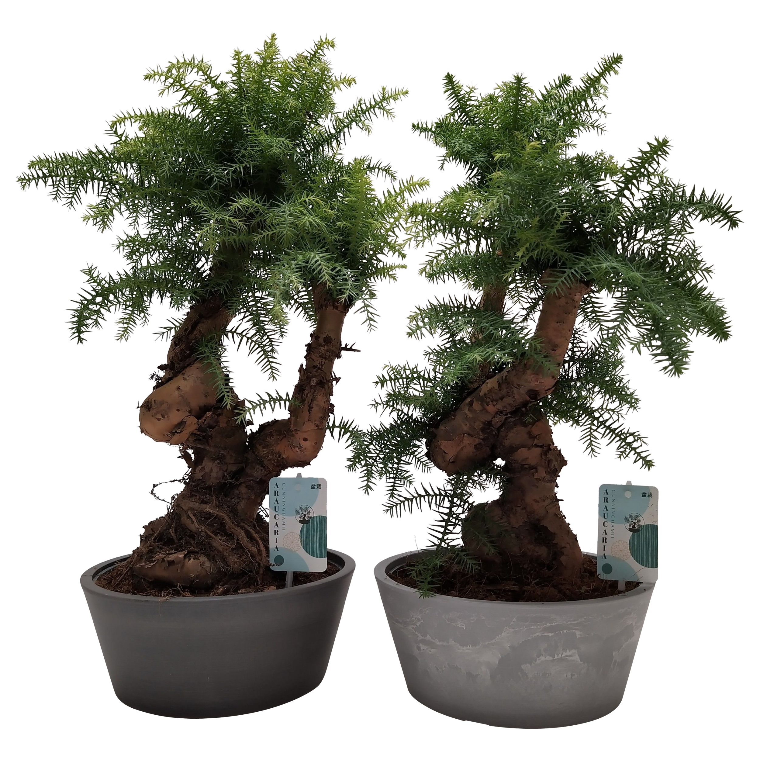 Araukaria cunninghama 65-70 cm