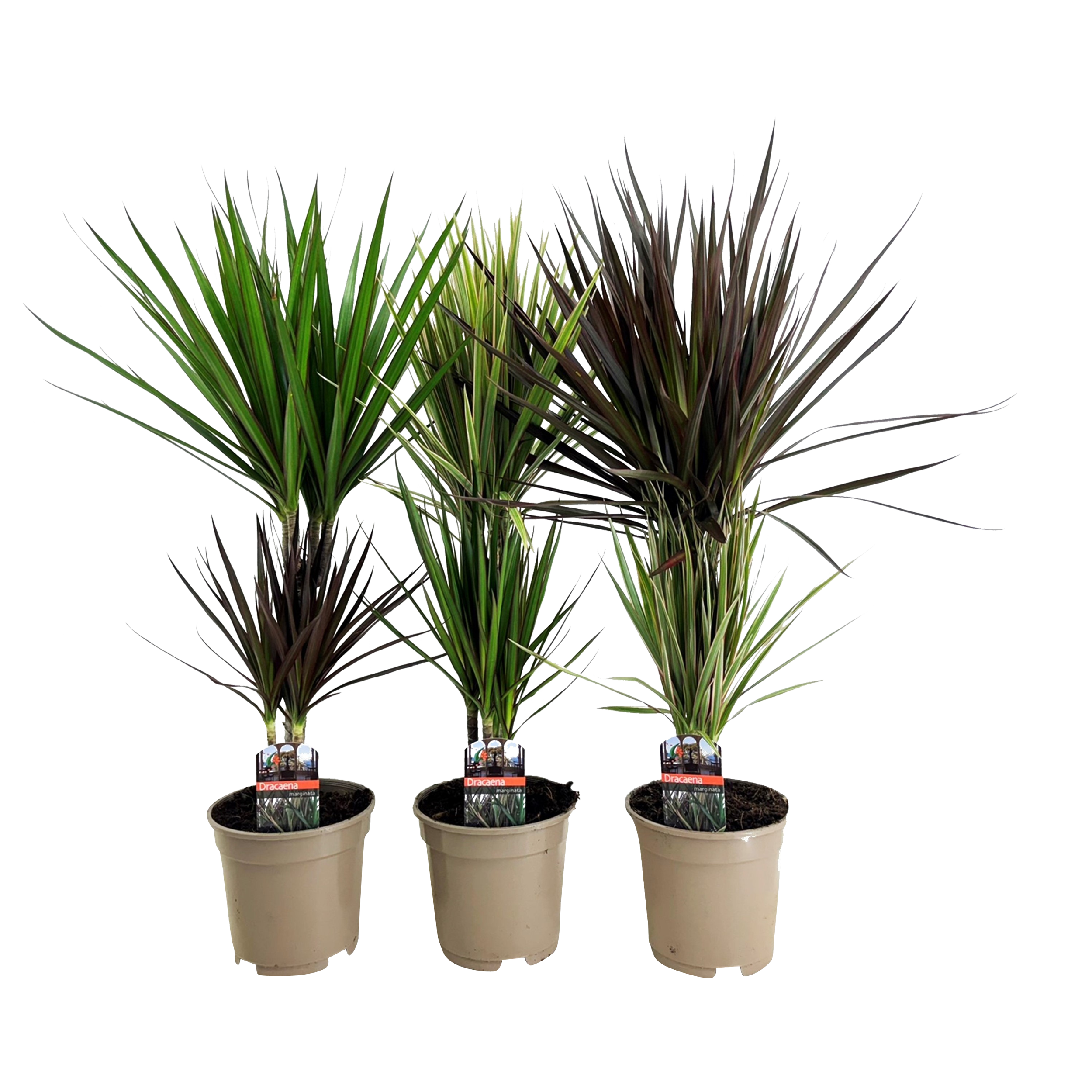 Dracena obrzeżona Dracaena marginata 70-75 cm