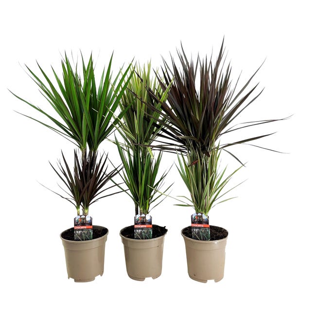 Dracena obrzezona dracaena marginata 70 75 cm 71897313