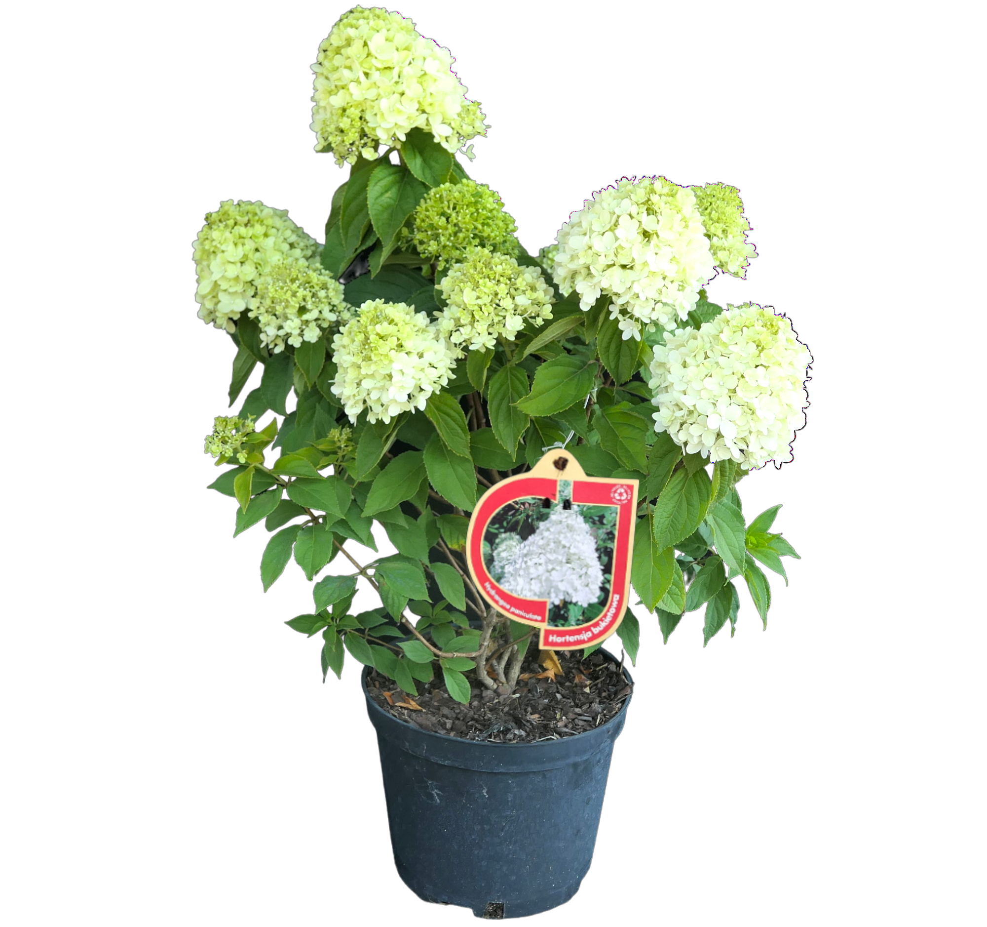 Hortensja bukietowa Hydrangea paniculata 40-50