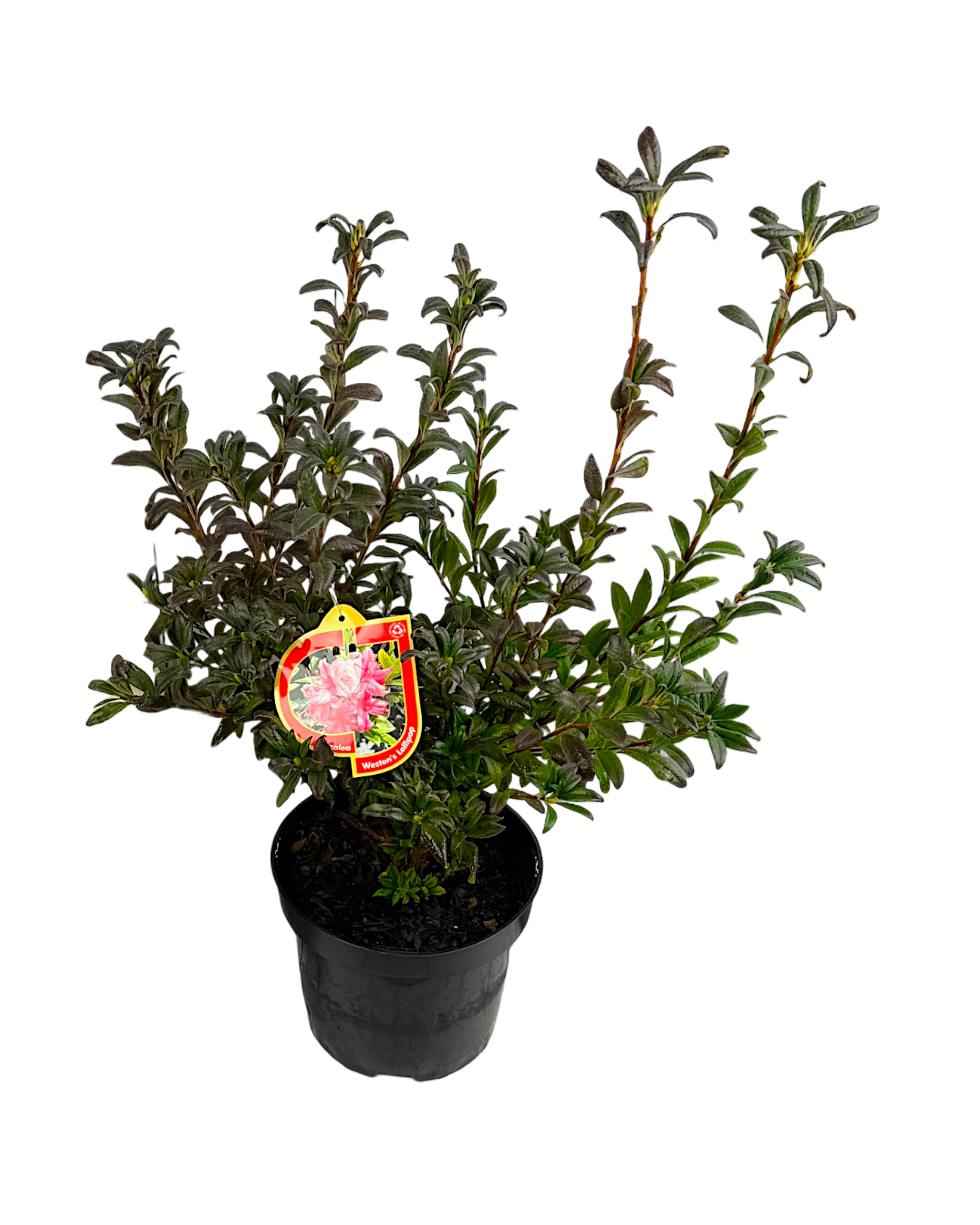 Azalia kwitnąca latem 50-70 cm
