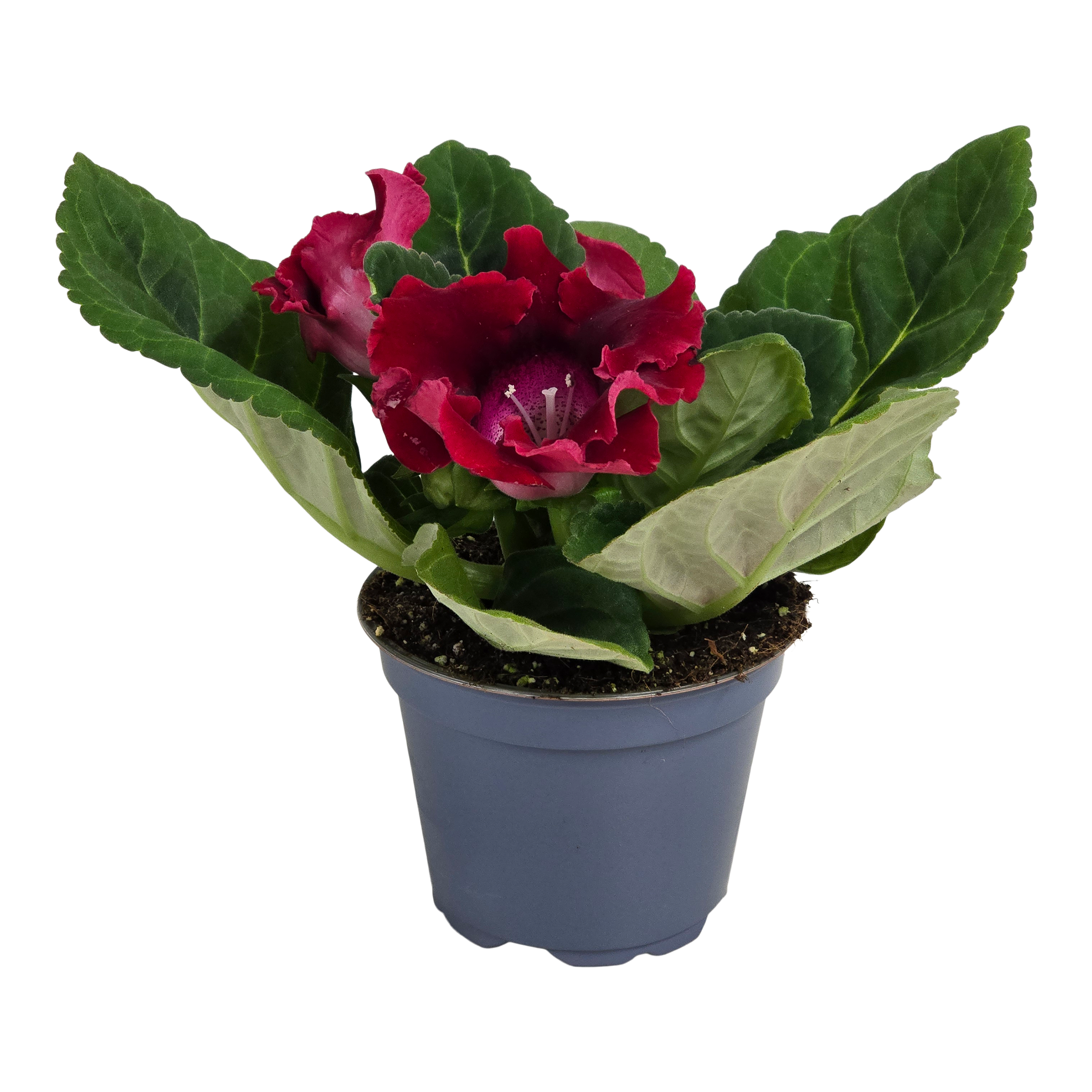 Gloksynia Gloxinia mix 20 cm