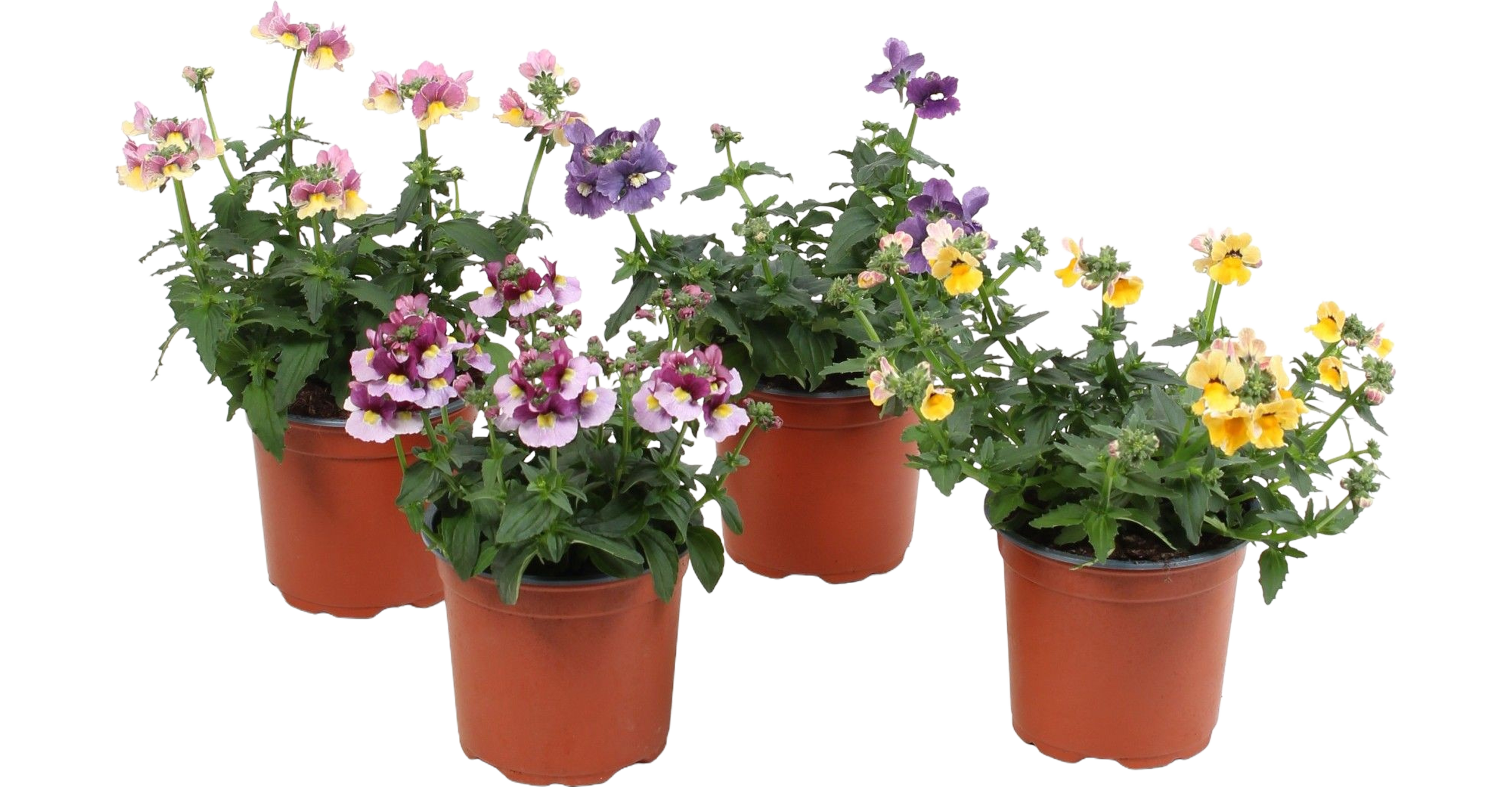 Nemezja Nemesia 17 cm