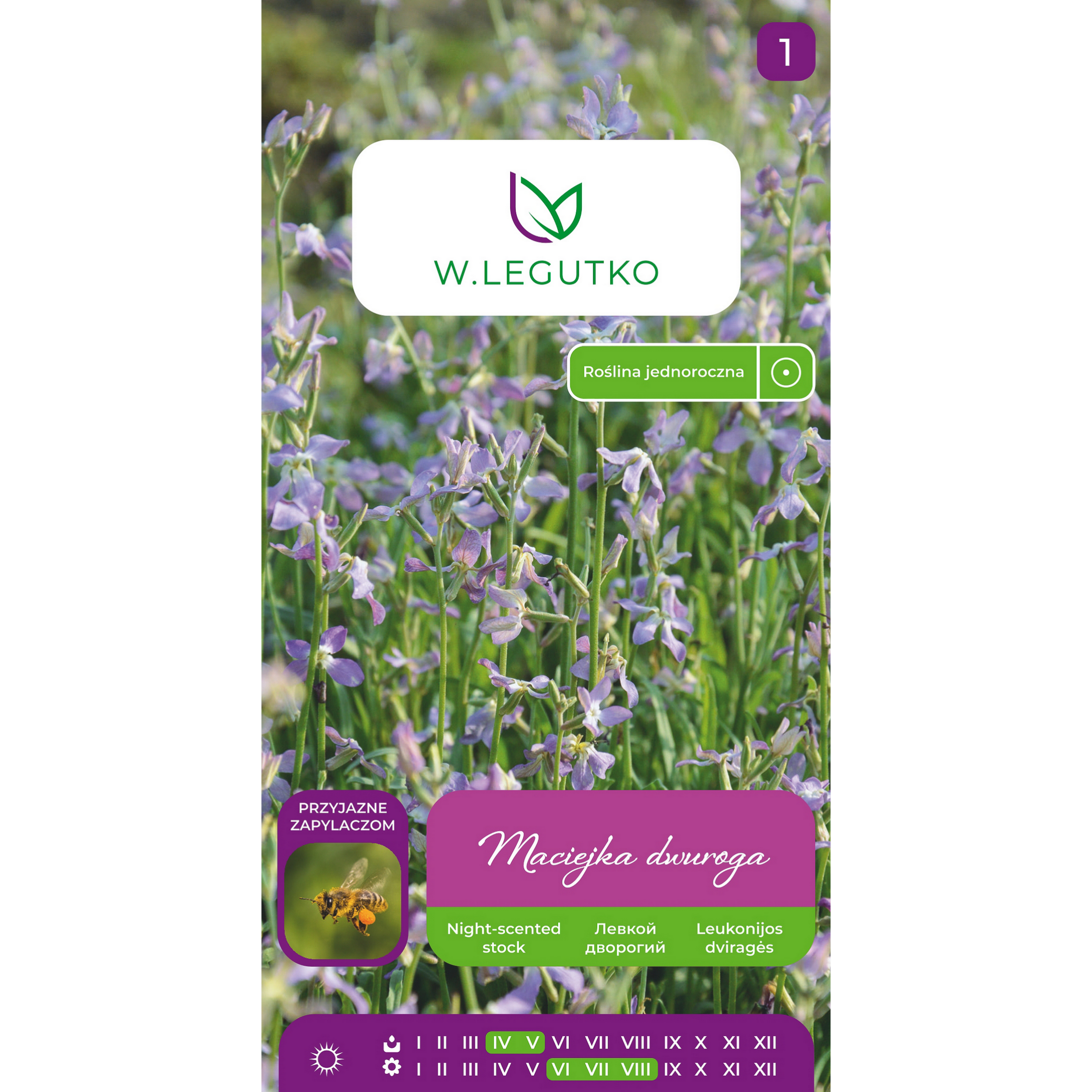 Maciejka dwuroga Matthiola bicornis nasiona kwiatów W.Legutko