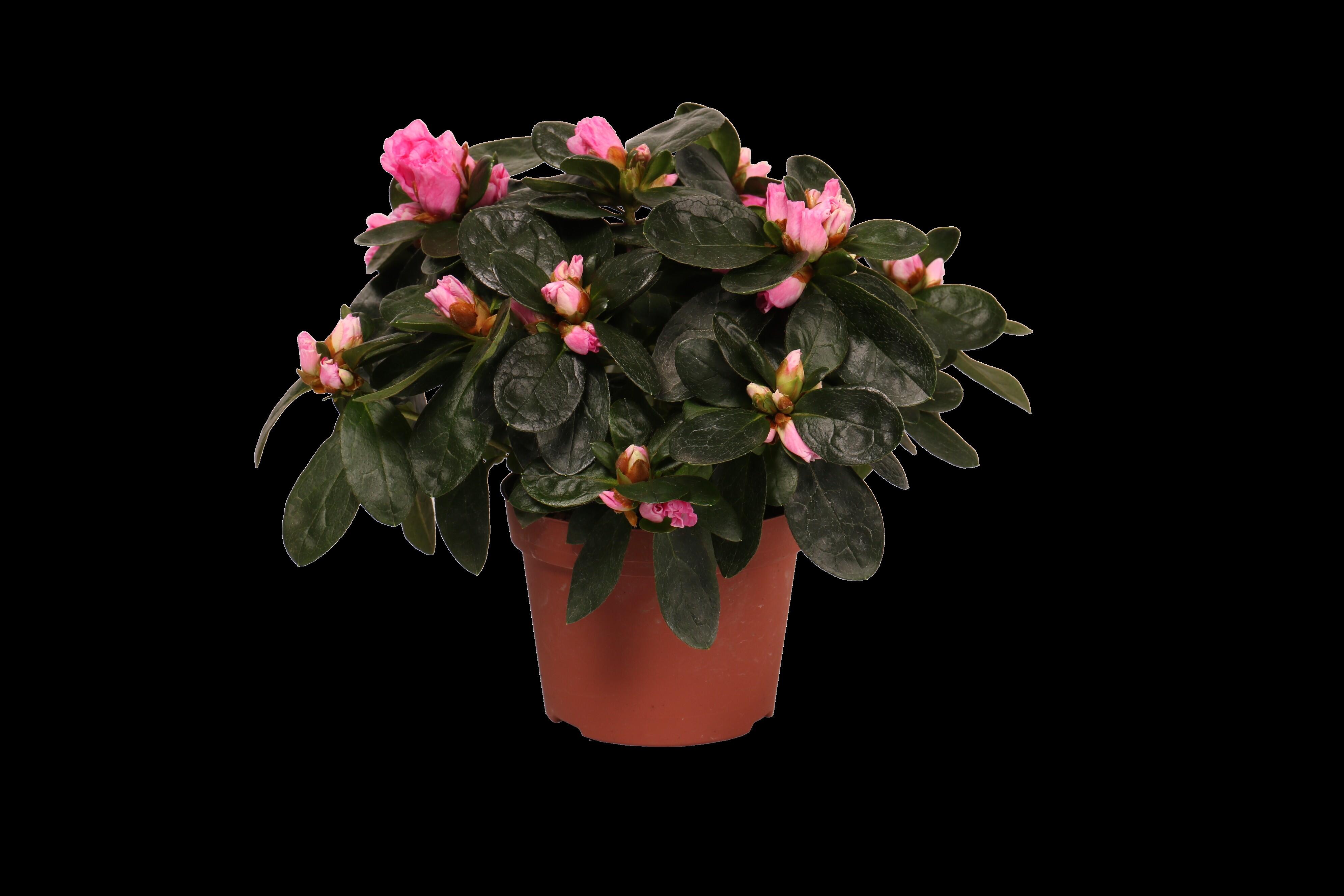 Planta con flores perenne Azalea en maceta de 10.5 cm | Leroy Merlin