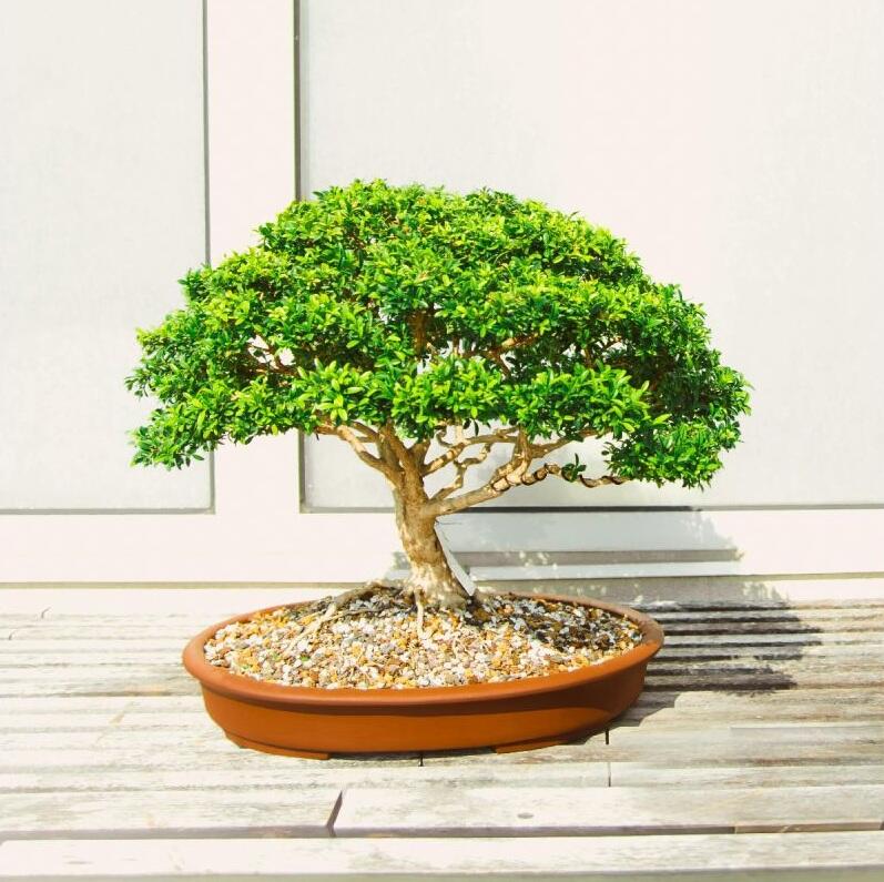 Bonsai - Ingrijire si plantare - Cum se ingrijeste bonsaiul | Leroy Merlin  | Leroy Merlin