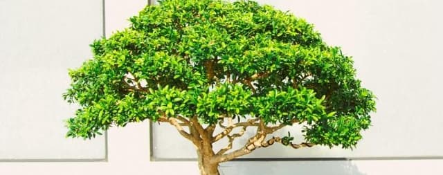 Bonsai - Ingrijire si plantare - Cum se ingrijeste bonsaiul | Leroy Merlin  | Leroy Merlin