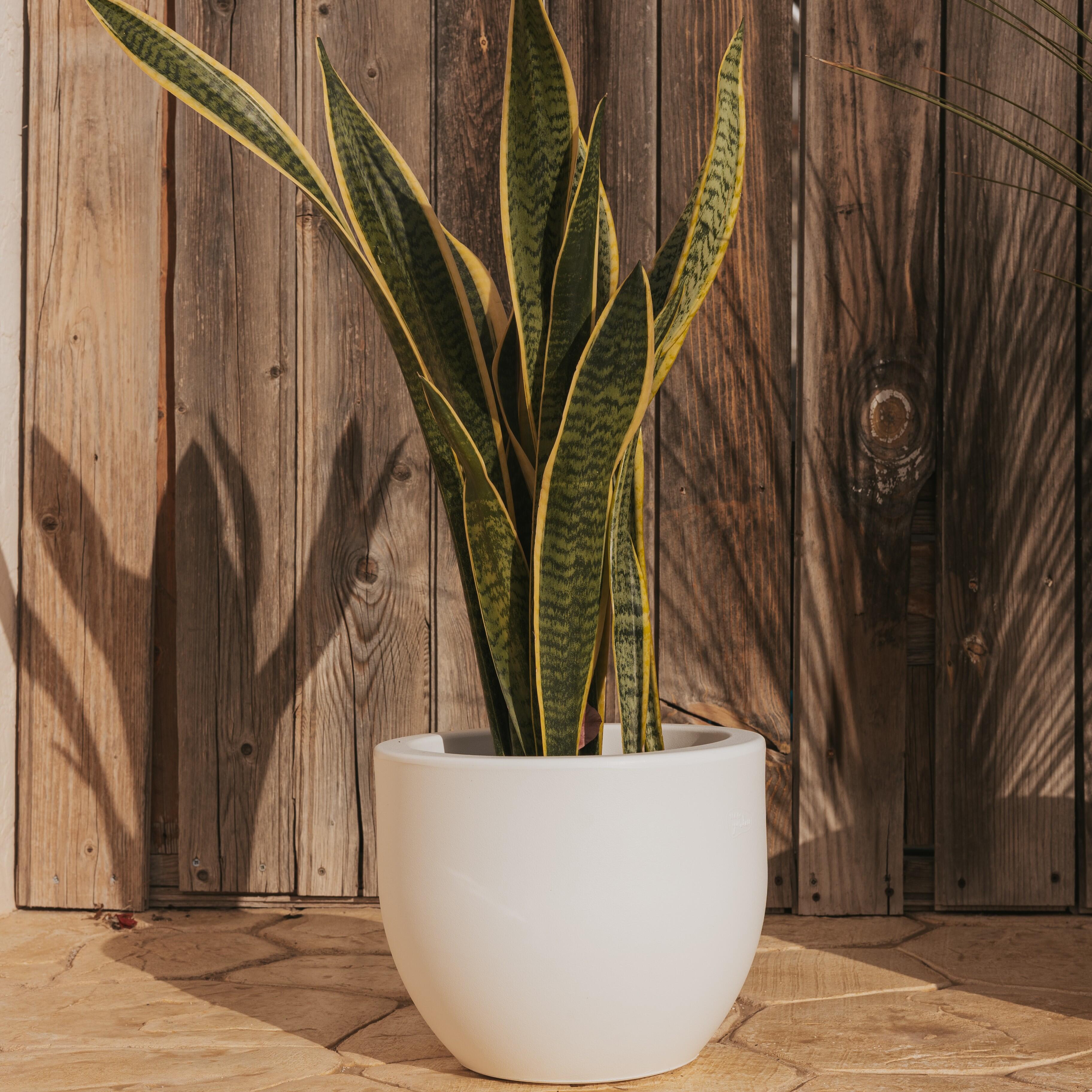 Maceta redonda de polietileno NEWGARDEN Azalea ø 30 cm y 24.7 cm altura blanco - 3