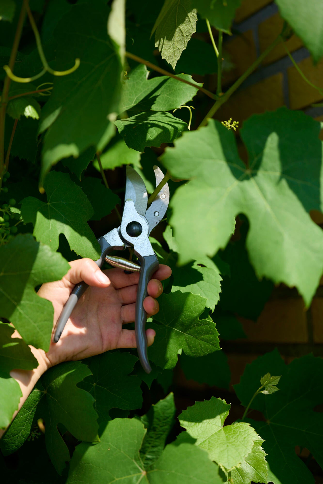 Juego de 2 tijeras de podar de 20,5 cm y 56 cm
 - 5