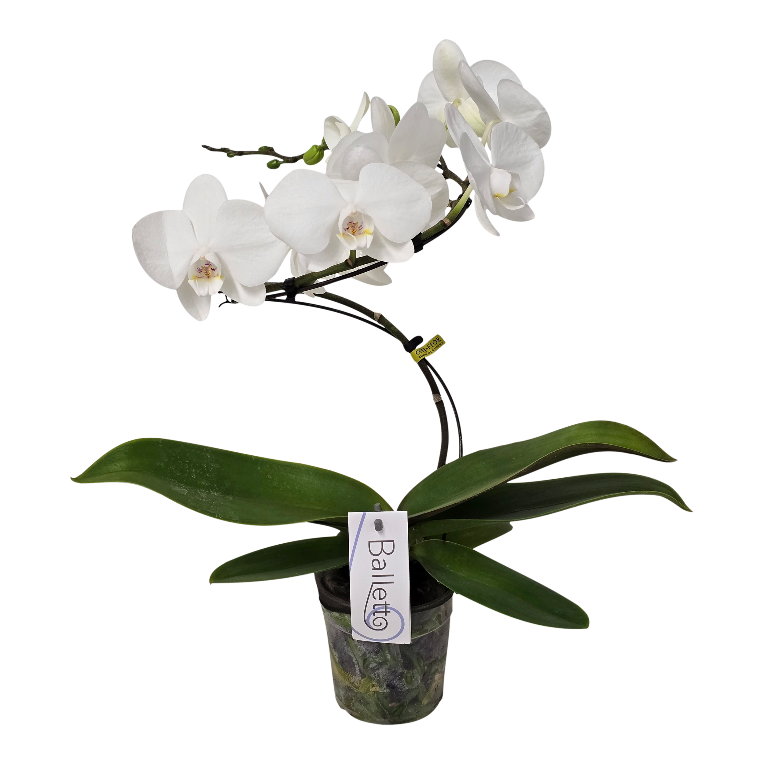 Storczyk Falenopsis Phalaenopsis Twister Wing 50 cm