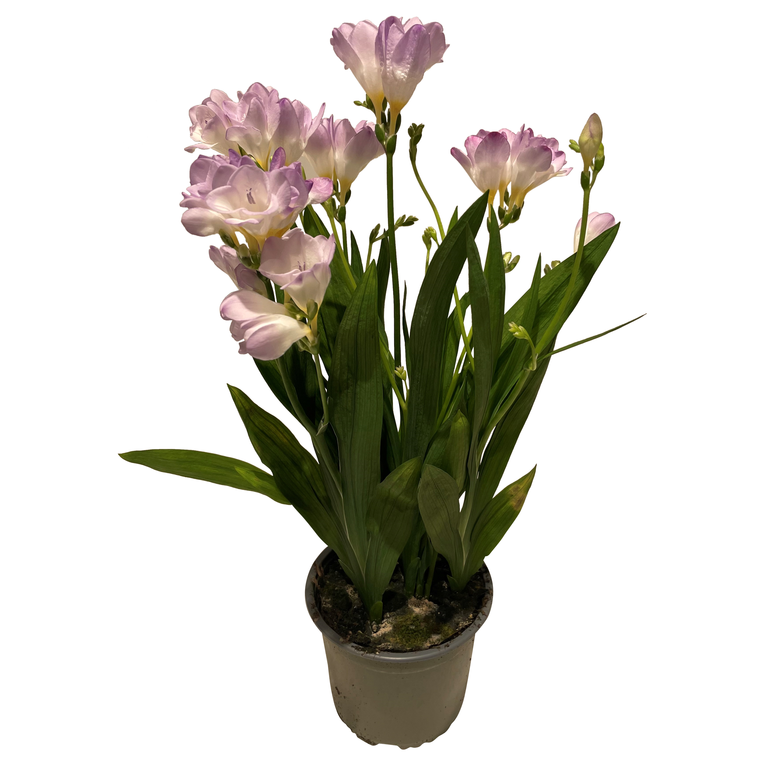 Frezja Freesia 55 cm