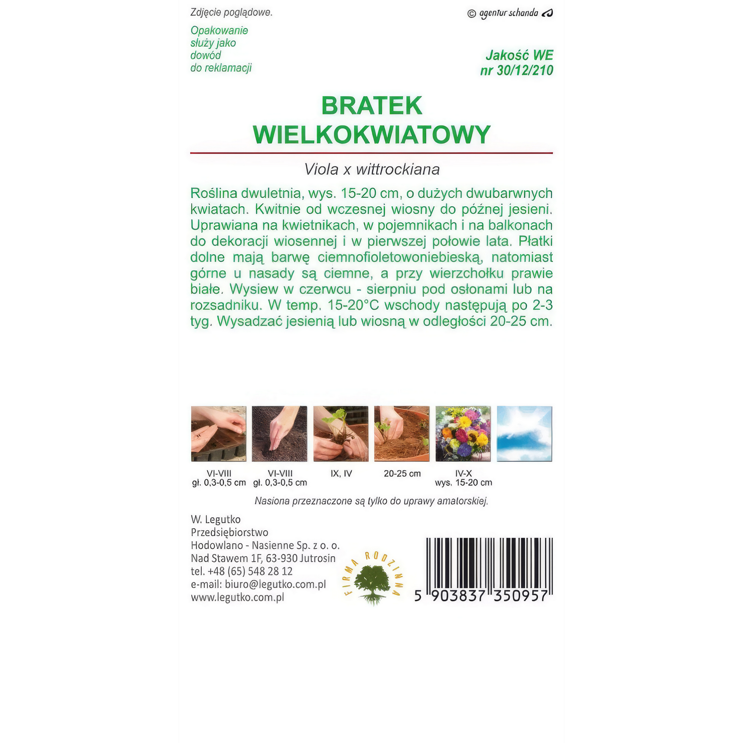 Bratek wielokwiatowy Viola x wittrockiana nasiona kwiatów W.Legutko