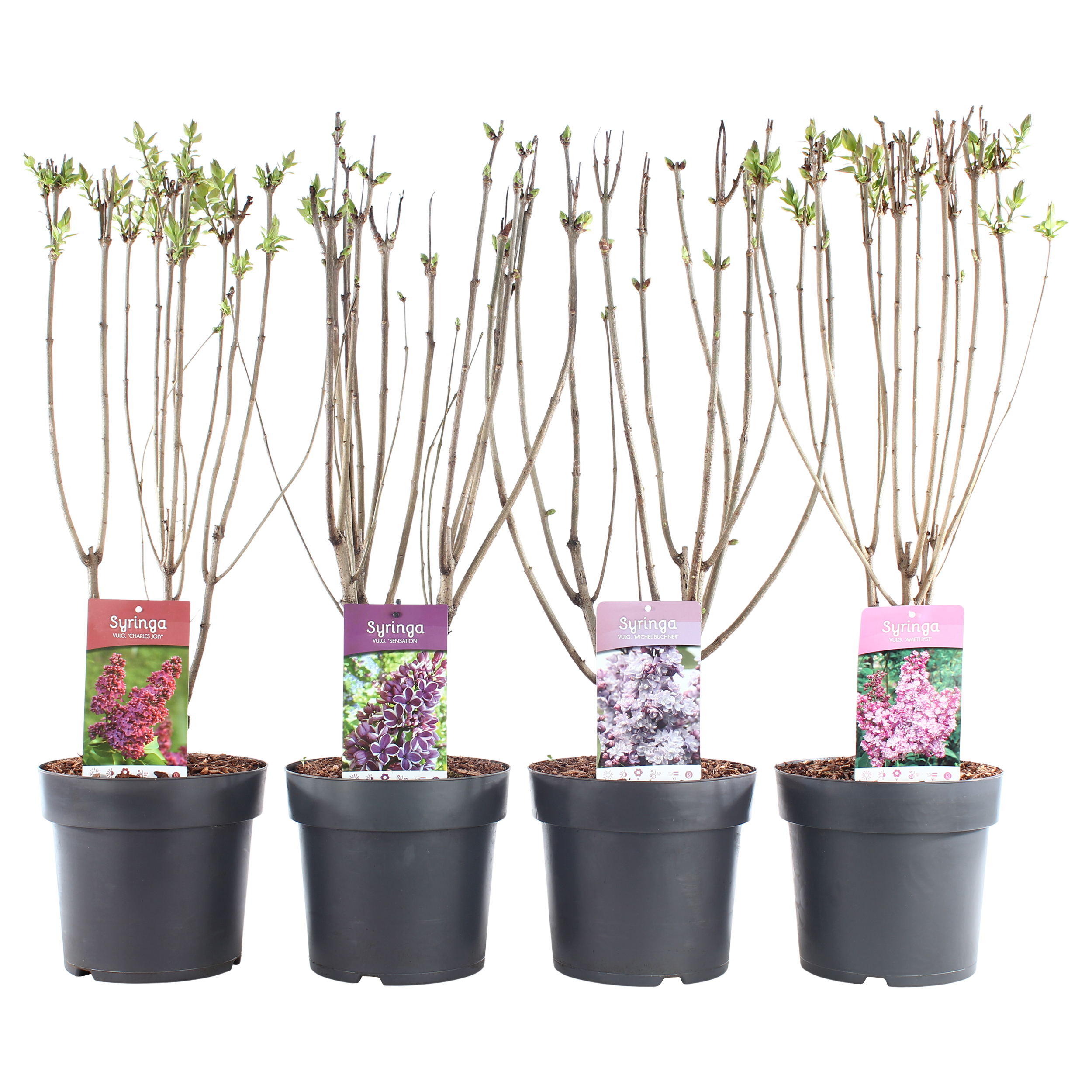 Lilak pospolity Syringa vulgaris 75-85 cm