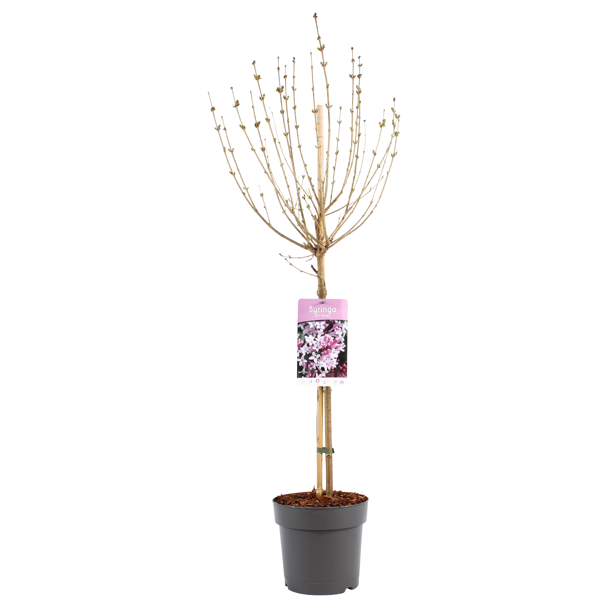 Lilak Palibin 75-95 cm