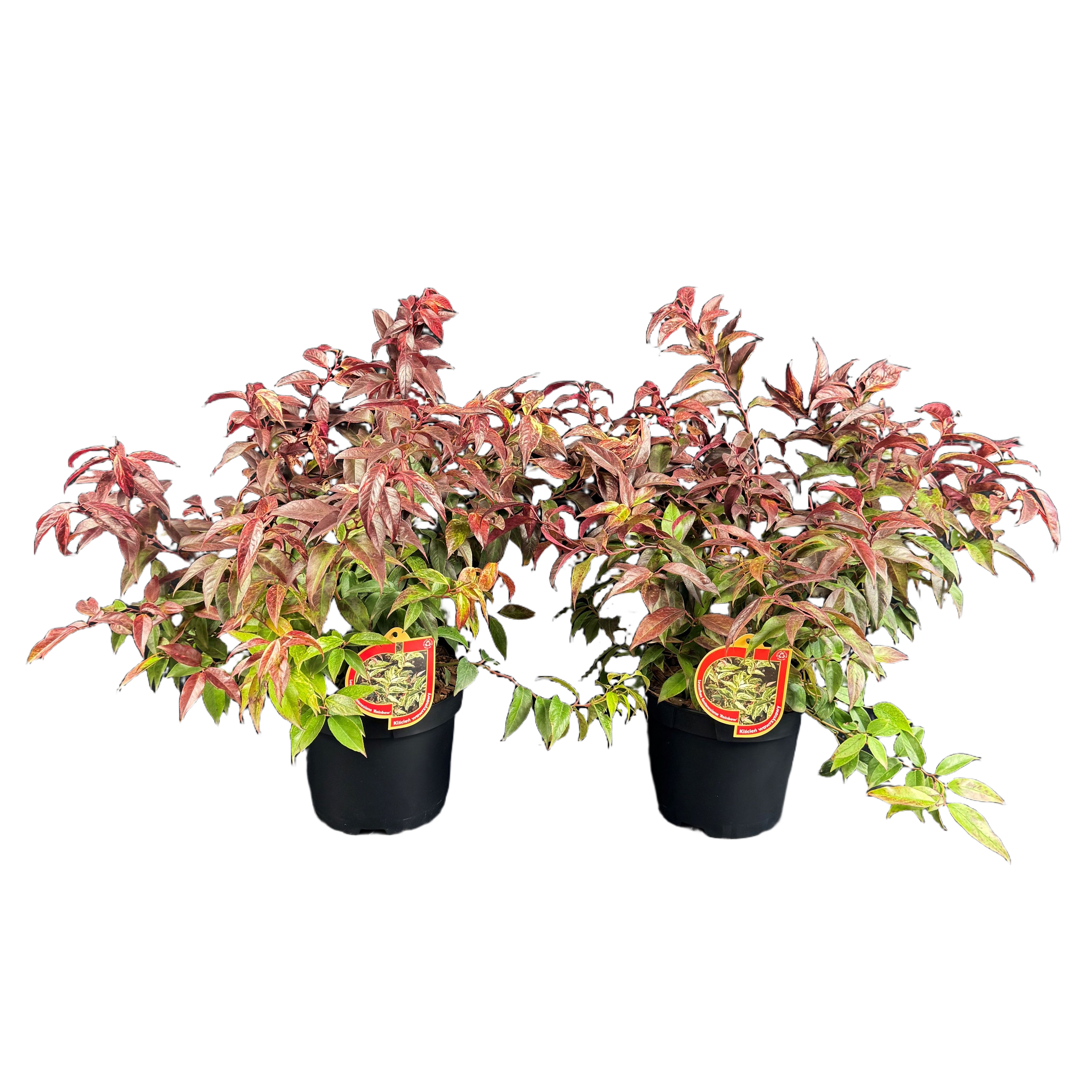 Kiścień Leucothoe 20-30 cm