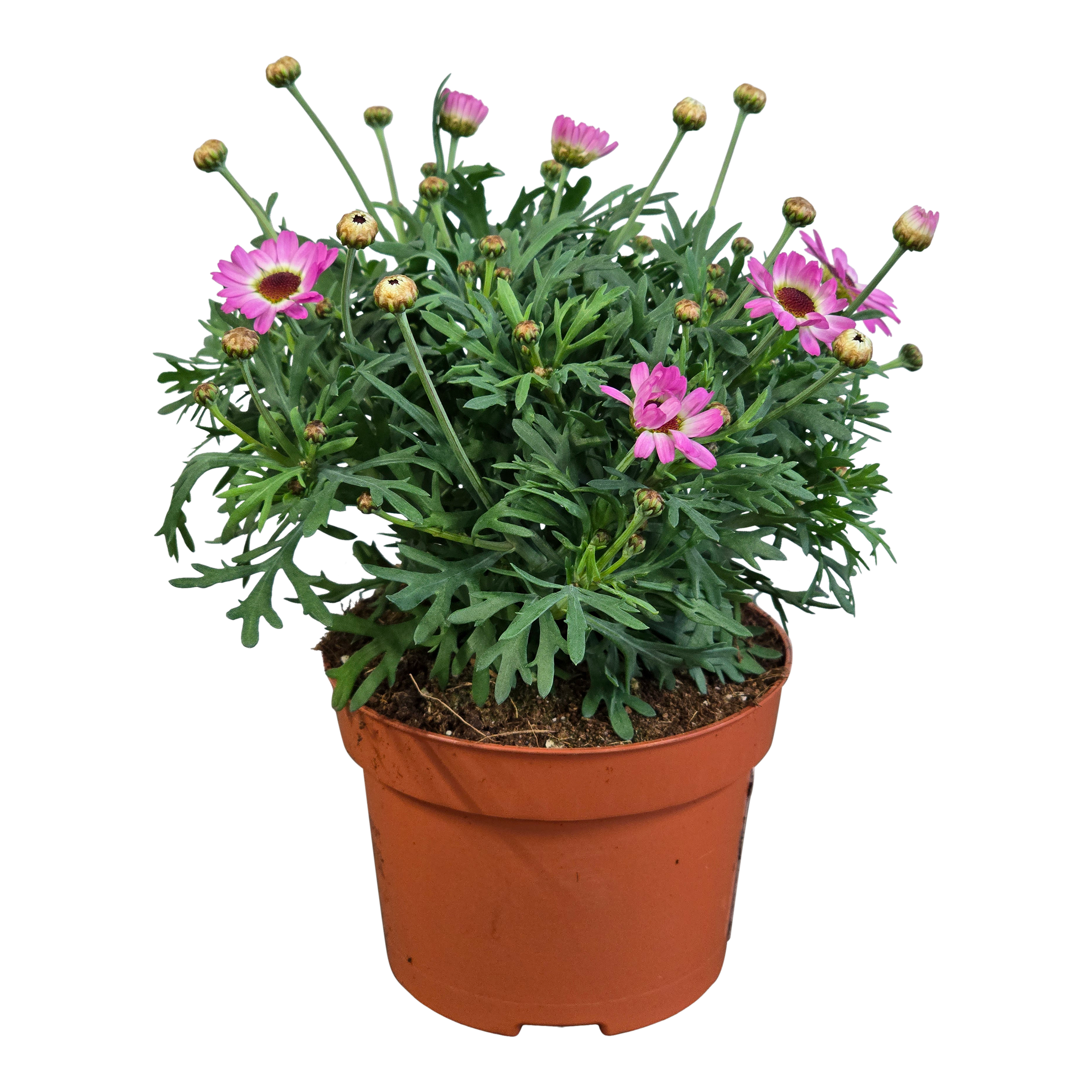 Margerytka krzewiasta 25 cm