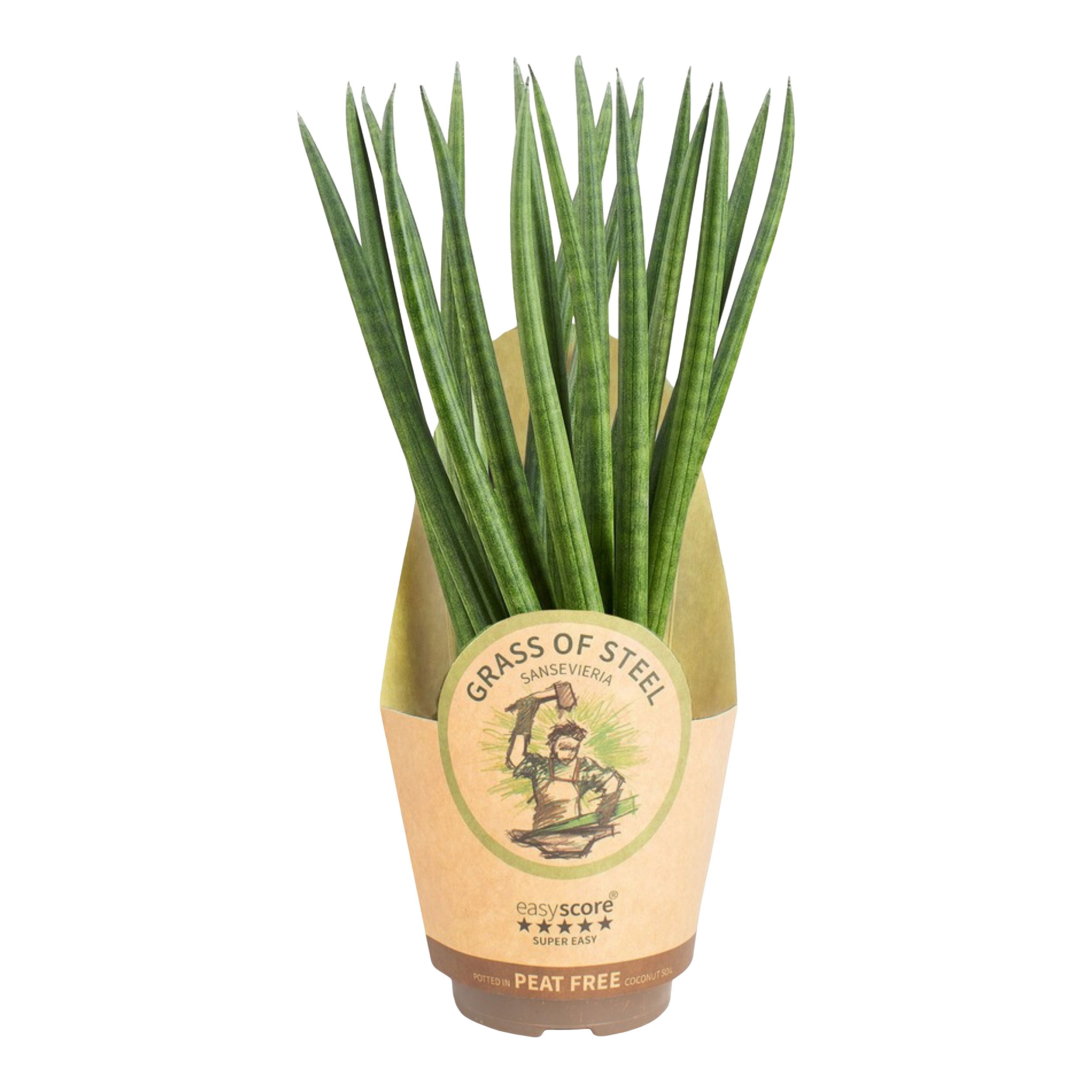Sansewieria mix Sansevieria mix 30 cm