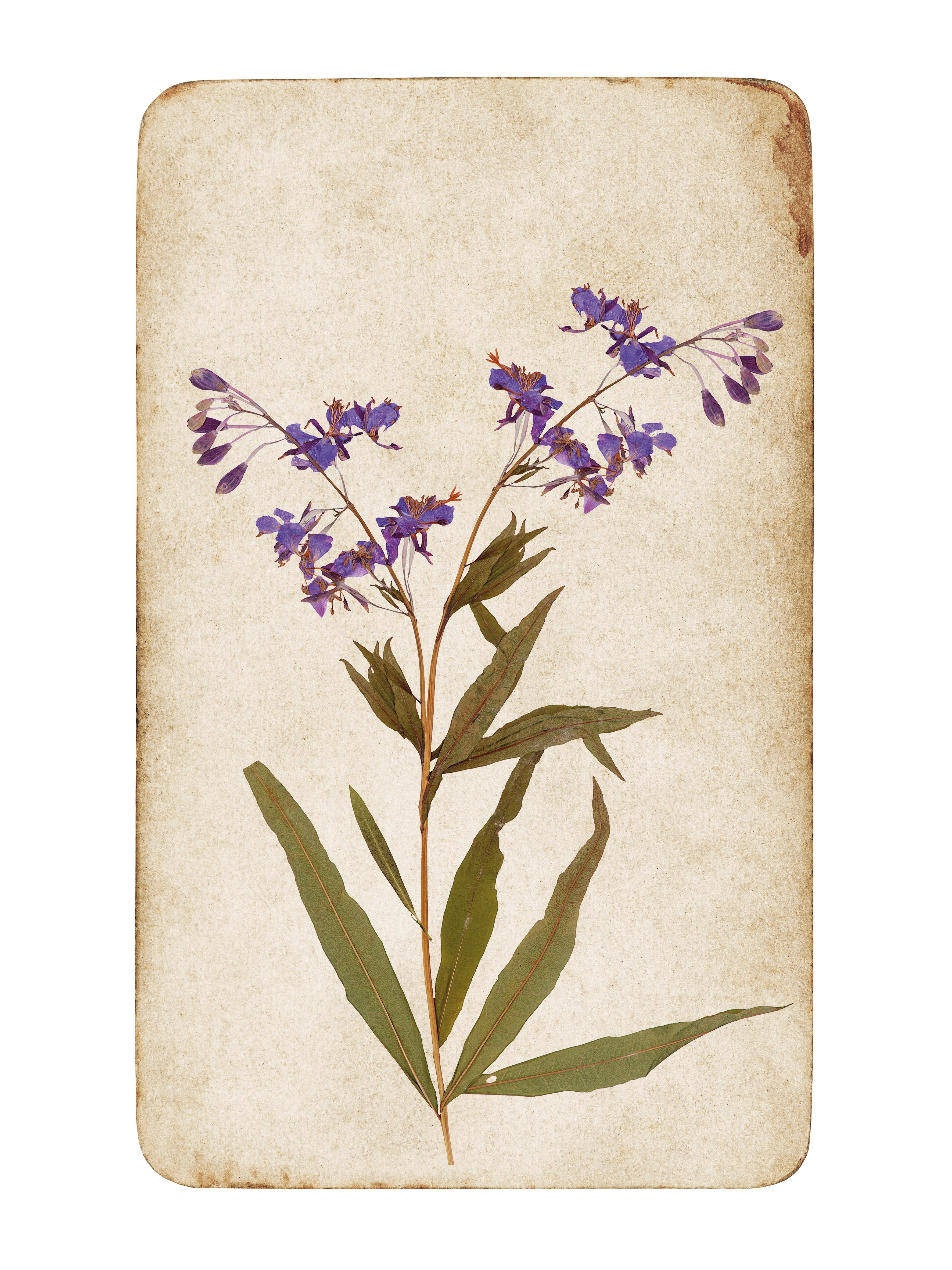 2 Láminas Botánico rectangular de 30 x 40 cm. Papel Flower End verdes, cremas, lilas y rojos - 2