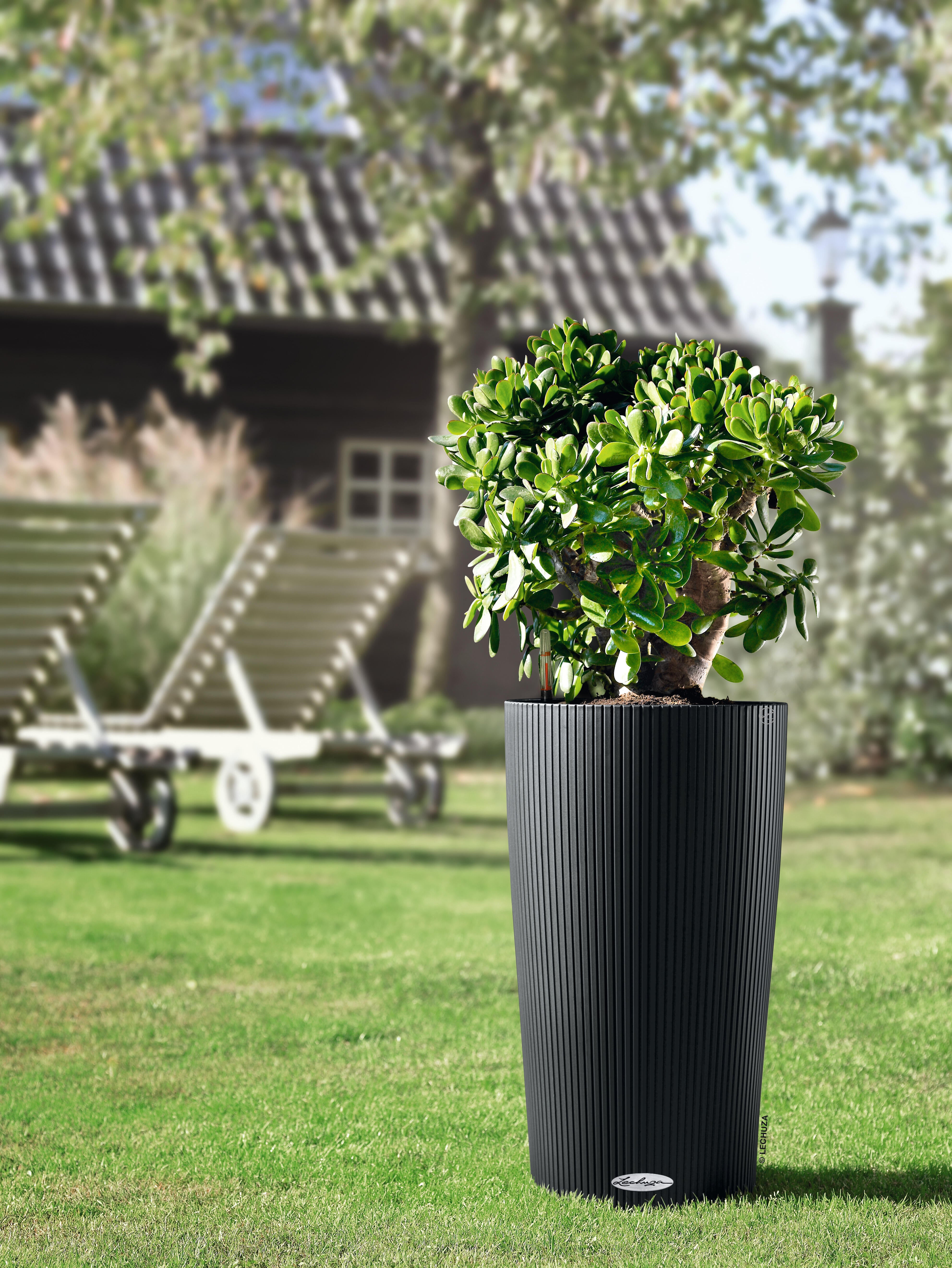 Fioriera autoirrigante Color LECHUZA in polipropilene grigio H 19 x L 80 x P 19 cm - 4