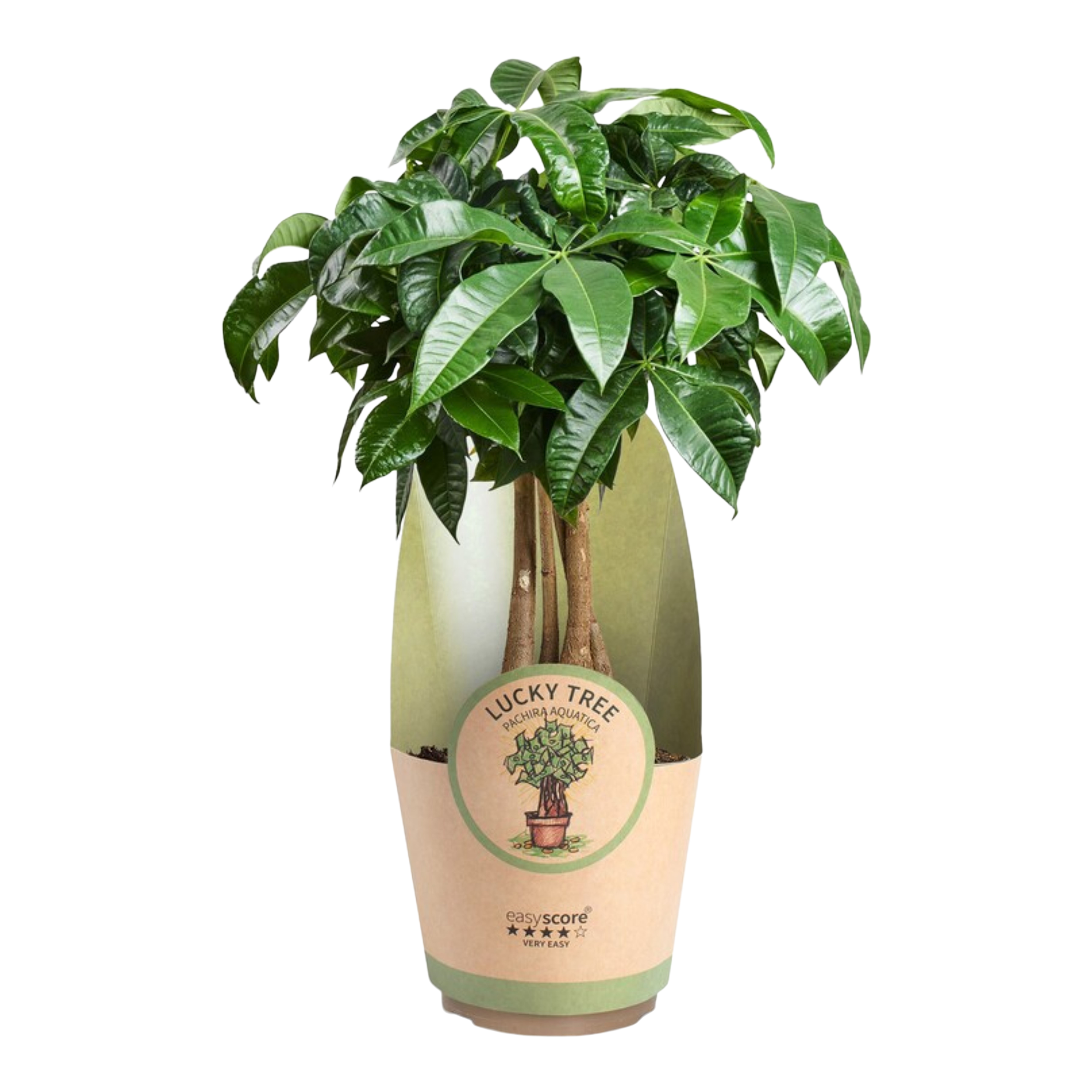 Pachira wodna Pachira Aquatica 45 cm