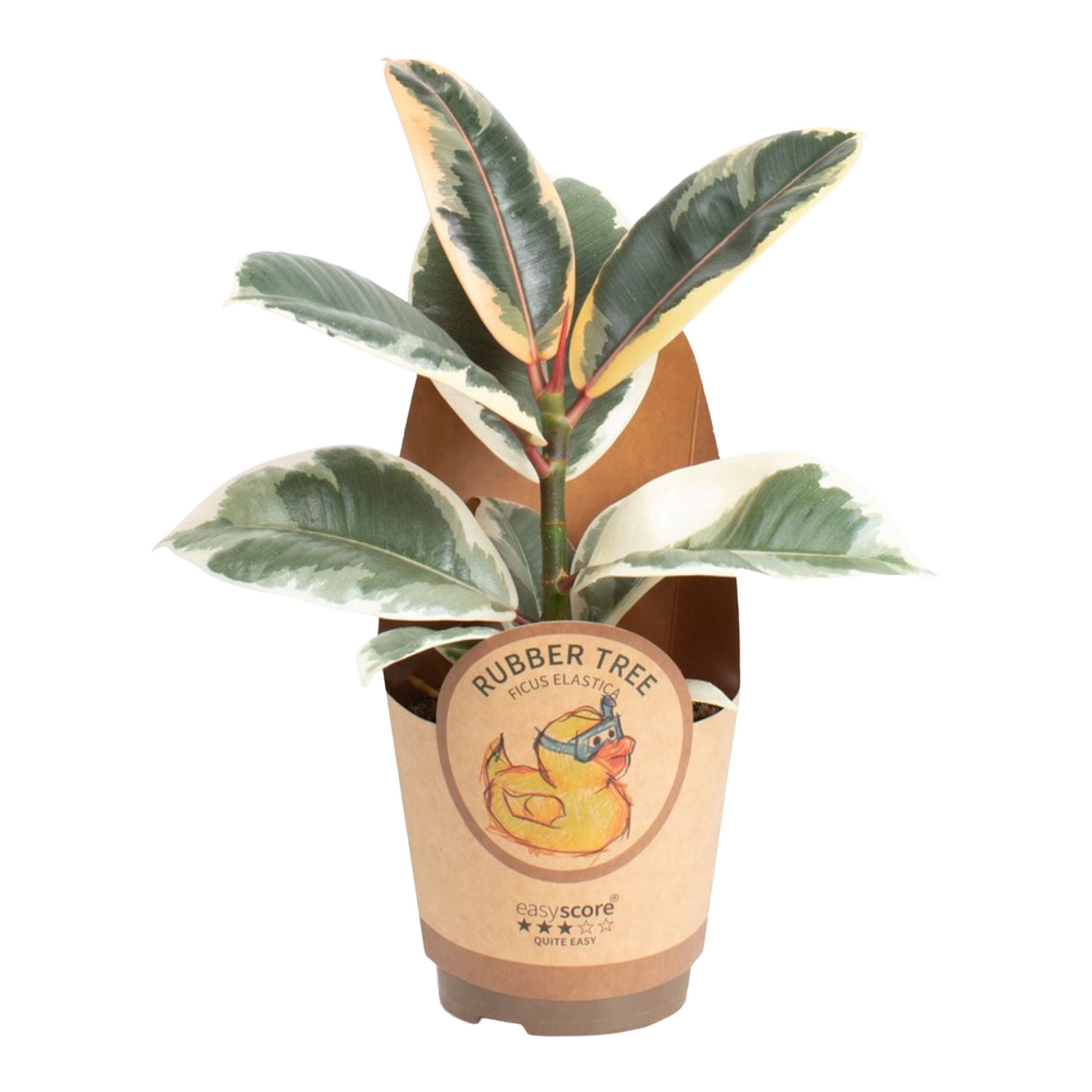 Fikus Elastika mix Ficus Elastica mix 25-35 cm